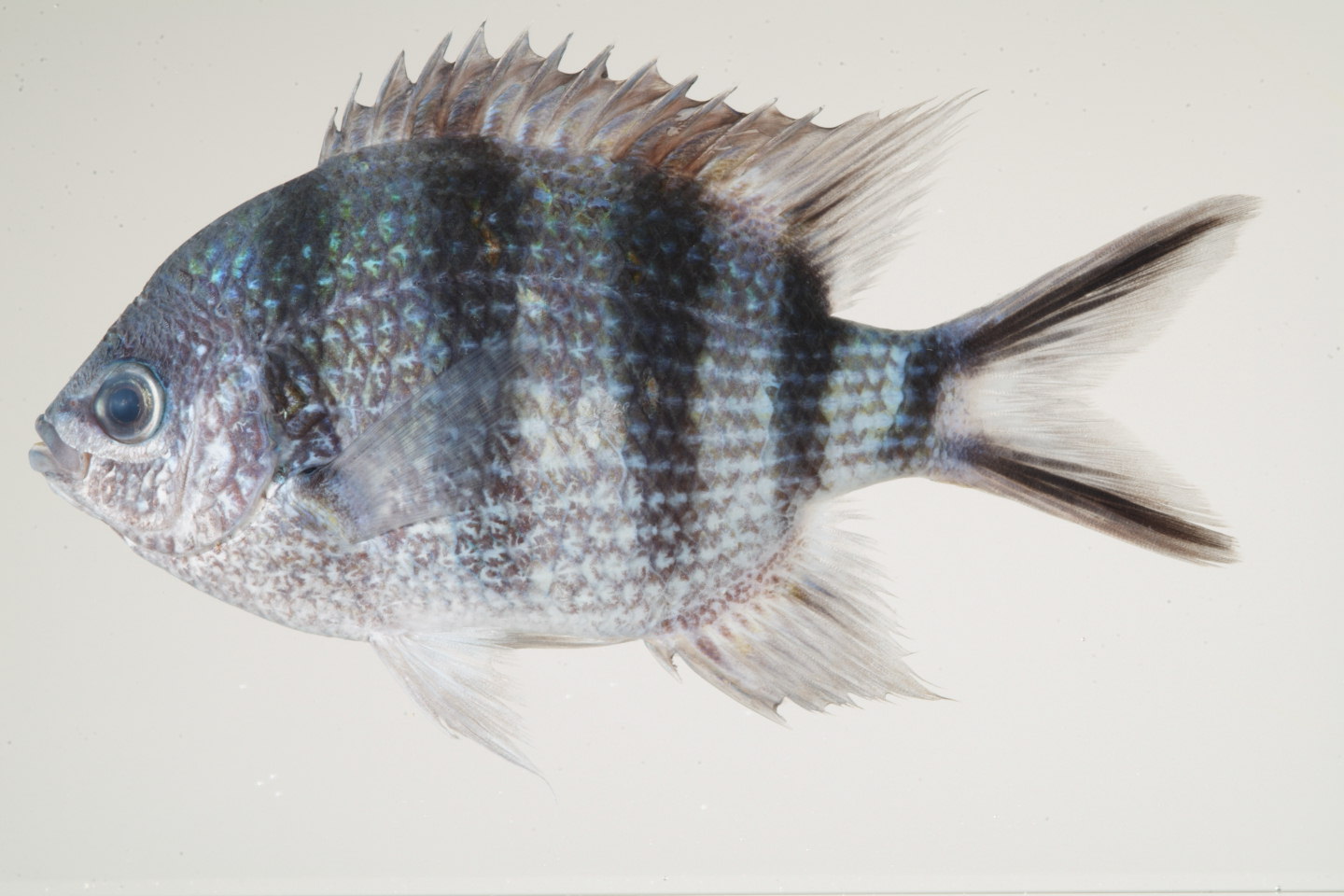 Abudefduf_sexfasciatus_113_mm_SL_Moorea-F-06-007_MBIO706.JPG