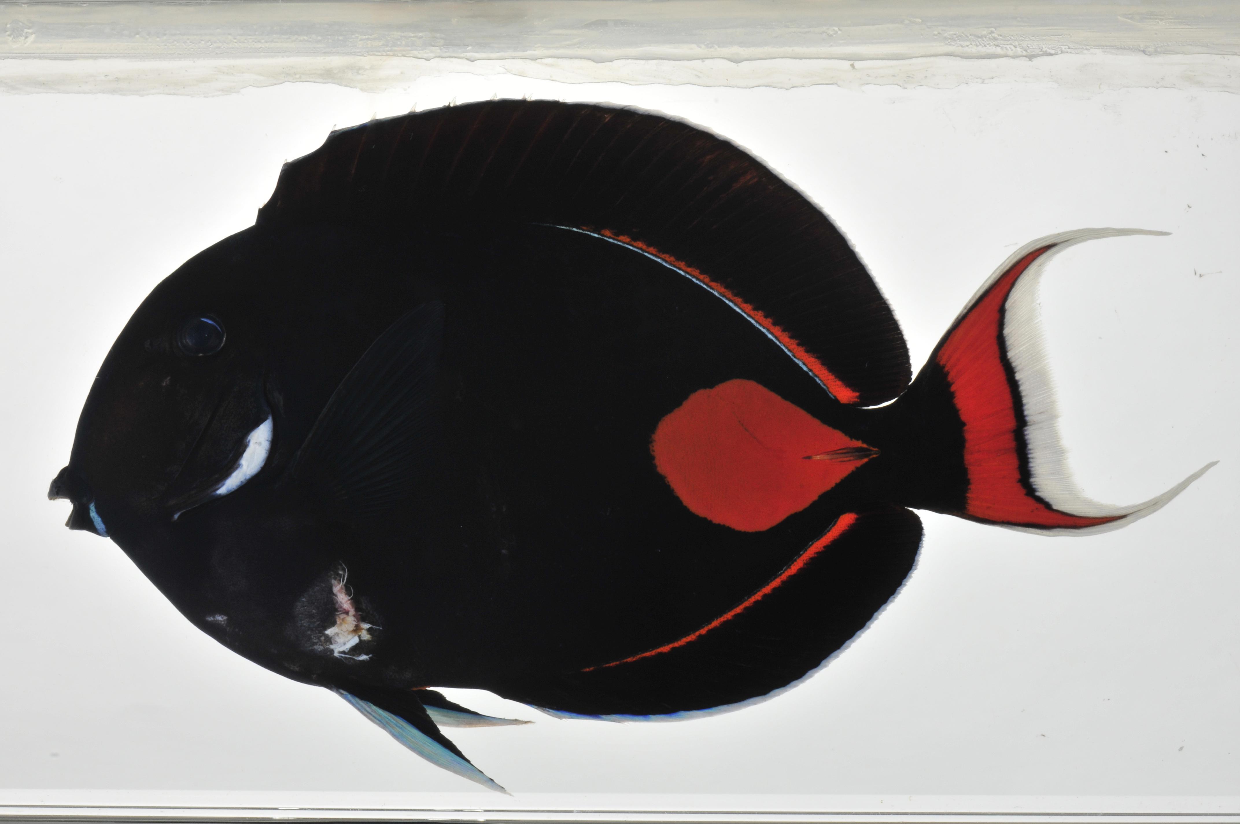 Acanthurus_achilles_lateral_175_mmSL_MARQ-329_JTWilliams_MARQ-2011-21_2011-11-05_11-00-43.jpg