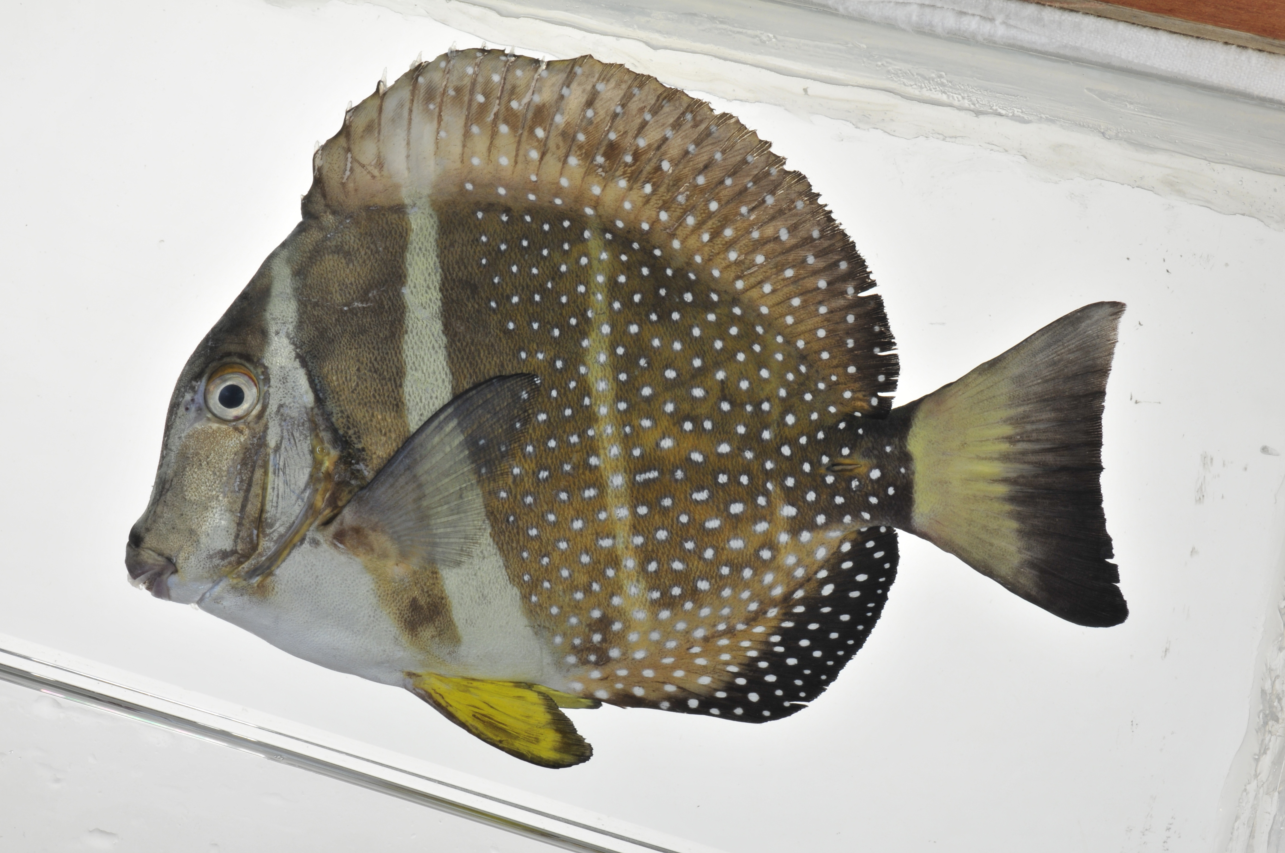 Acanthurus_guttatus_lateral_145_mmSL_MARQ-245_JTWilliams_MARQ-2011-14_2011-10-31_20-39-20.jpg