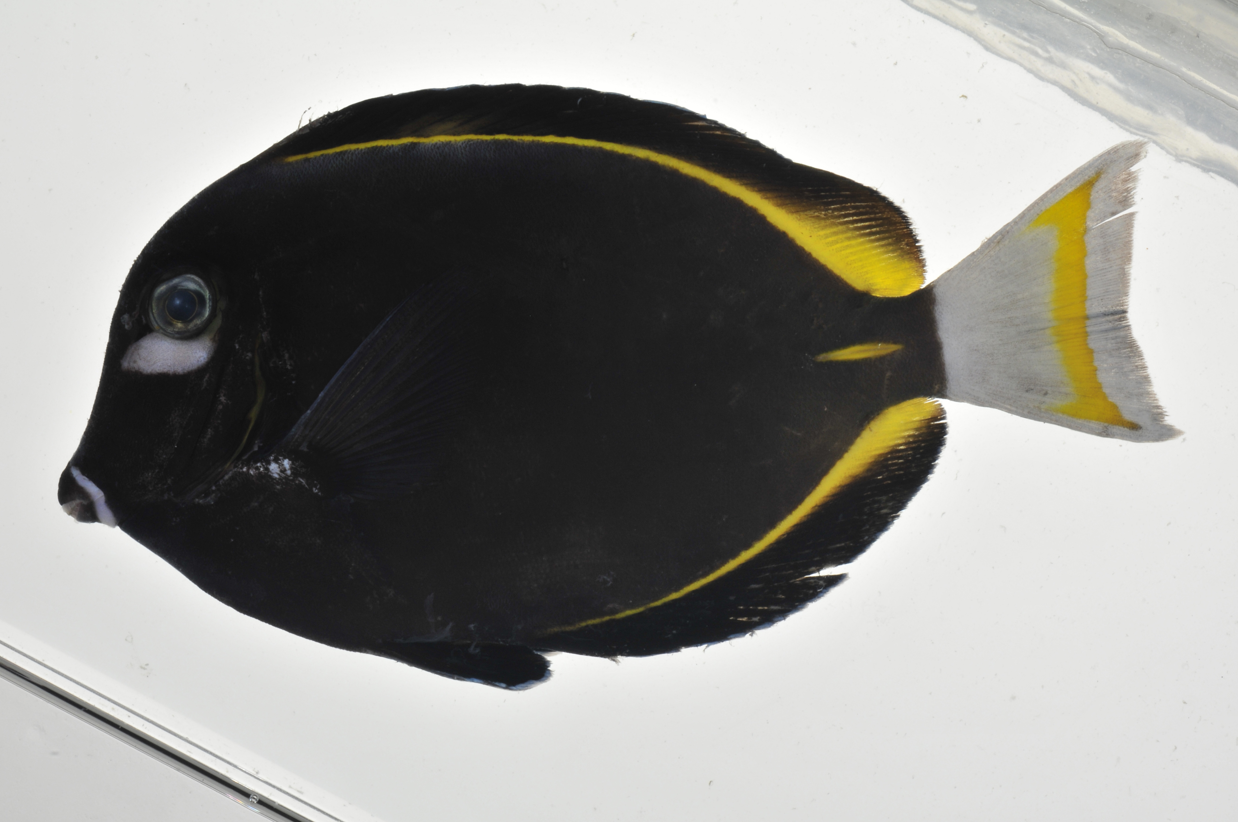 Acanthurus_nigricans_127_mmSL_MARQ-102_JTWilliams_MARQ-2011-04_2011-10-27_18-20-33.jpg