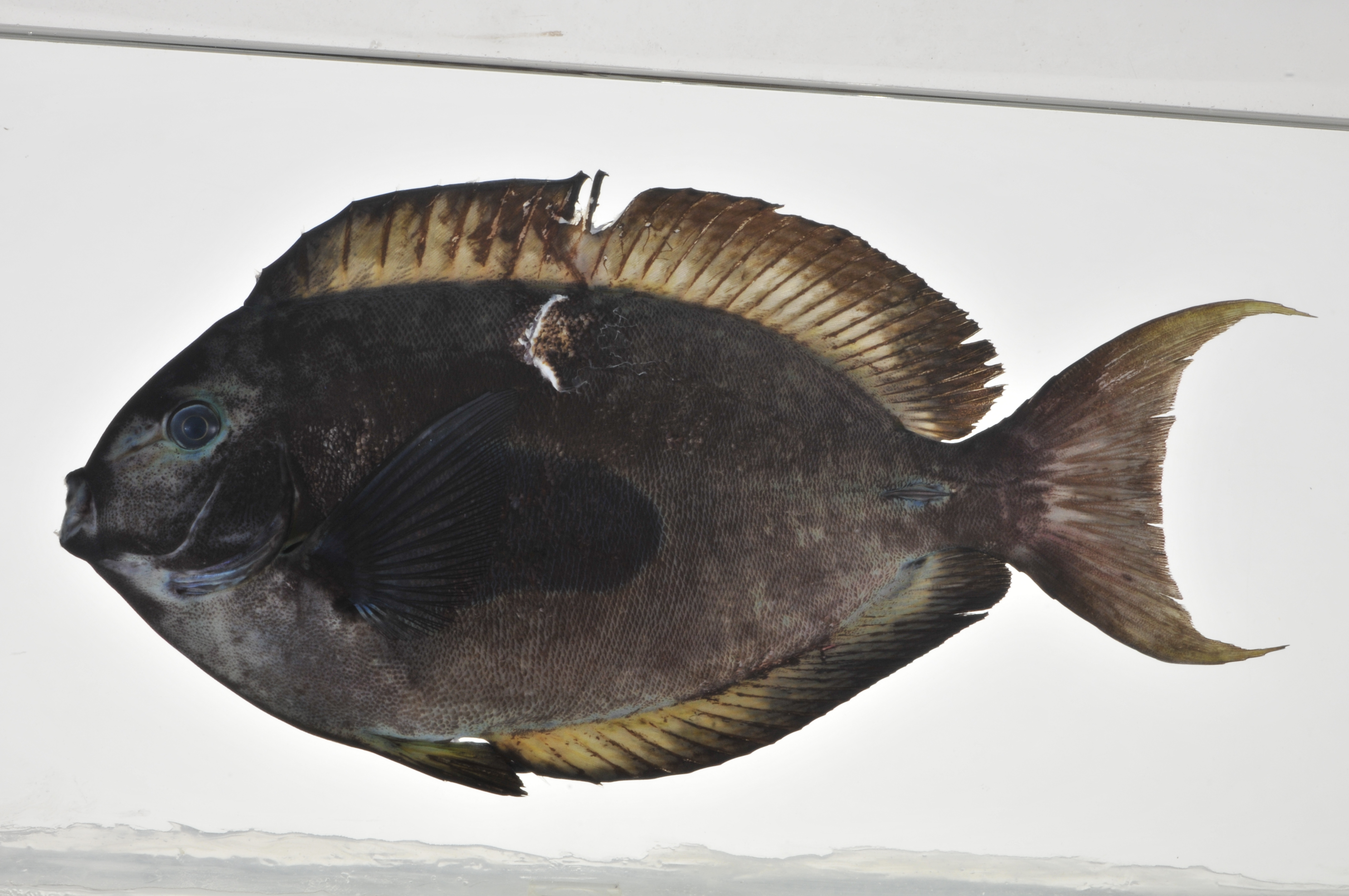 Acanthurus_nubilus_lateral_177_mmSL_MARQ-451_JTWilliams_MARQ-2011-33_2011-11-10_17-52-21.jpg