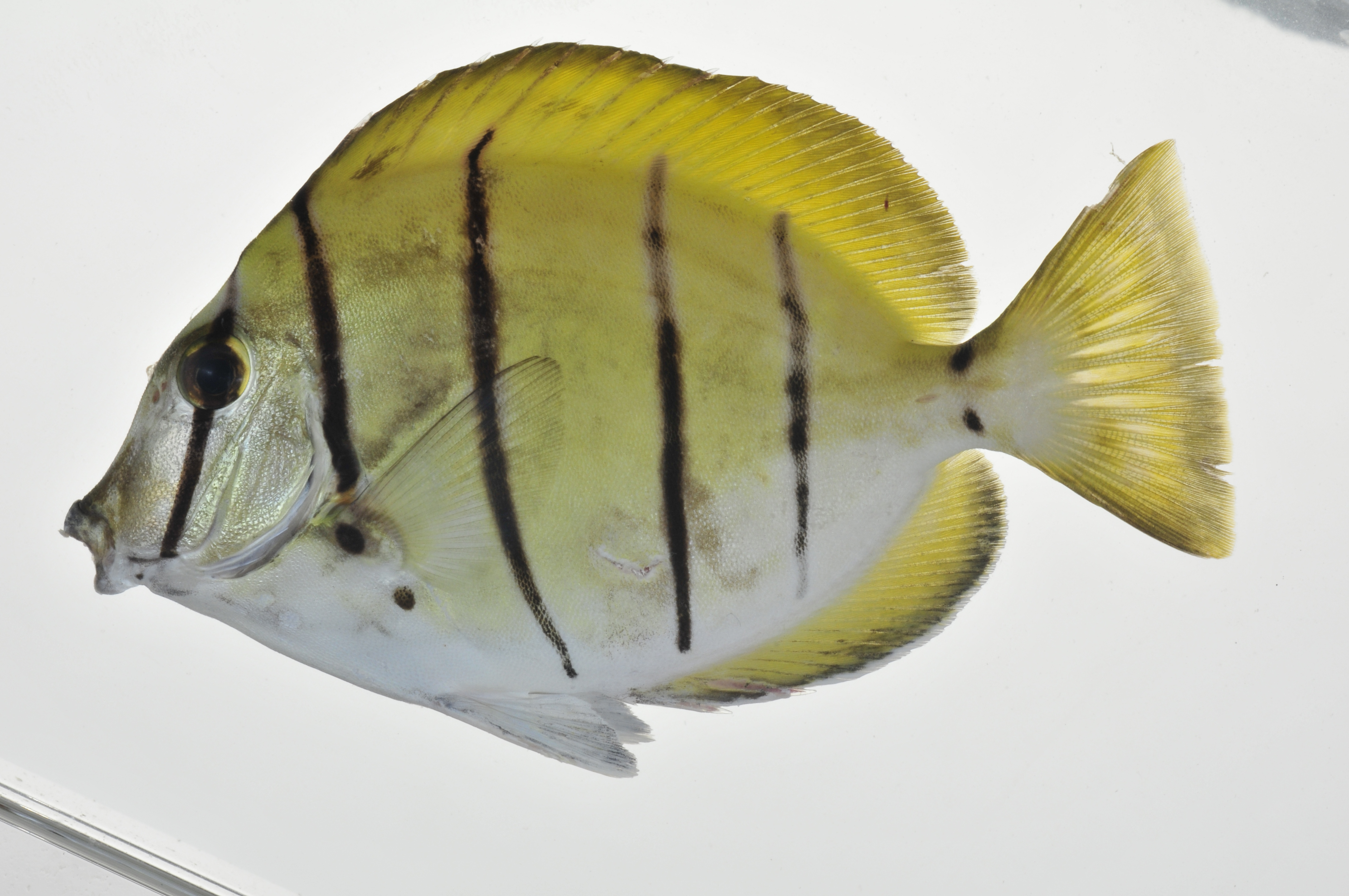 Acanthurus_triostegus_99_mmSL_MARQ-099_JTWilliams_MARQ-2011-04_2011-10-27_18-05-25.jpg