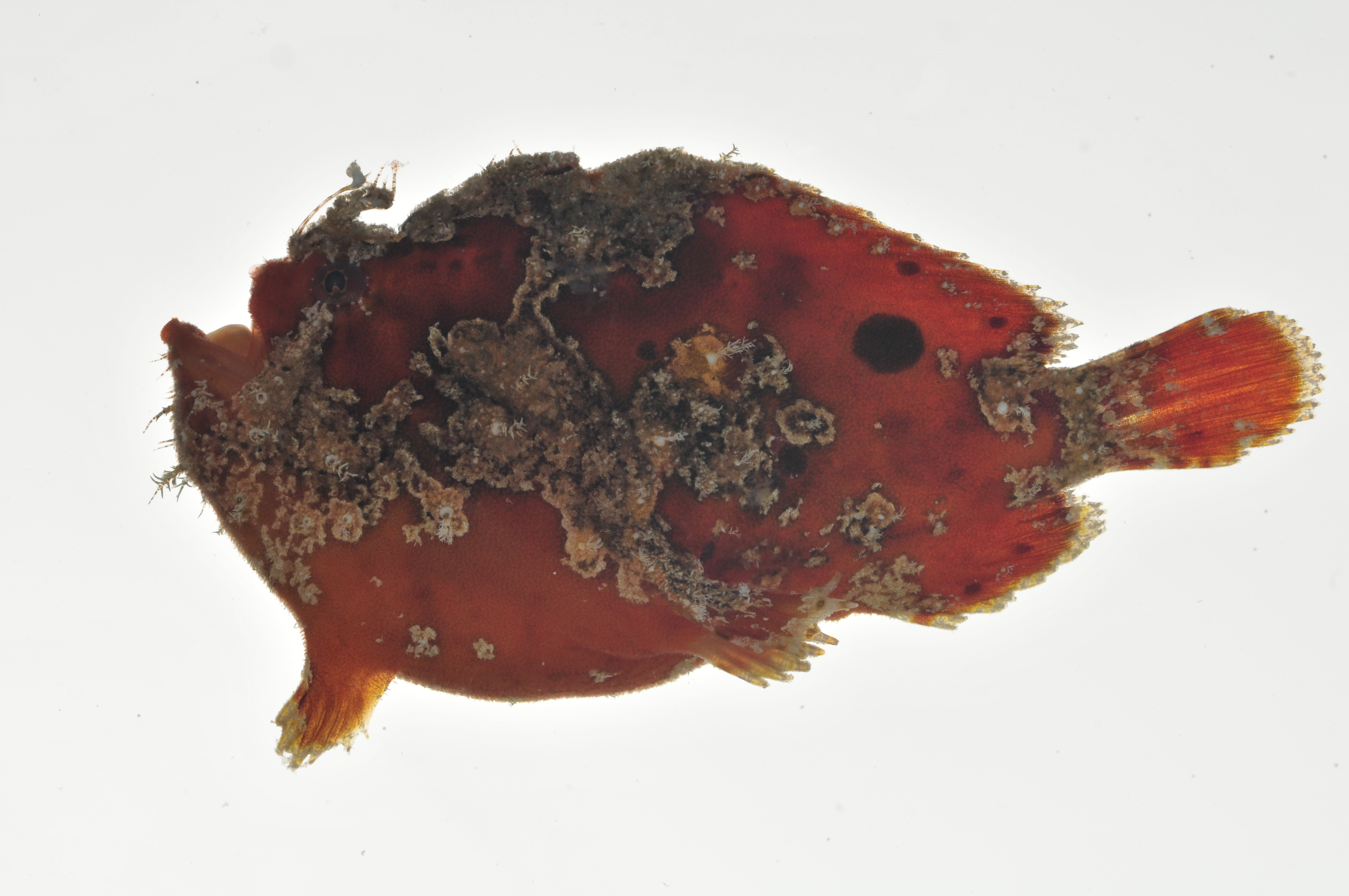 Antennarius_coccineus_lateral_36_mmSL_MARQ-497_JTWilliams_MARQ-2011-38_2011-11-13_13-19-50.jpg