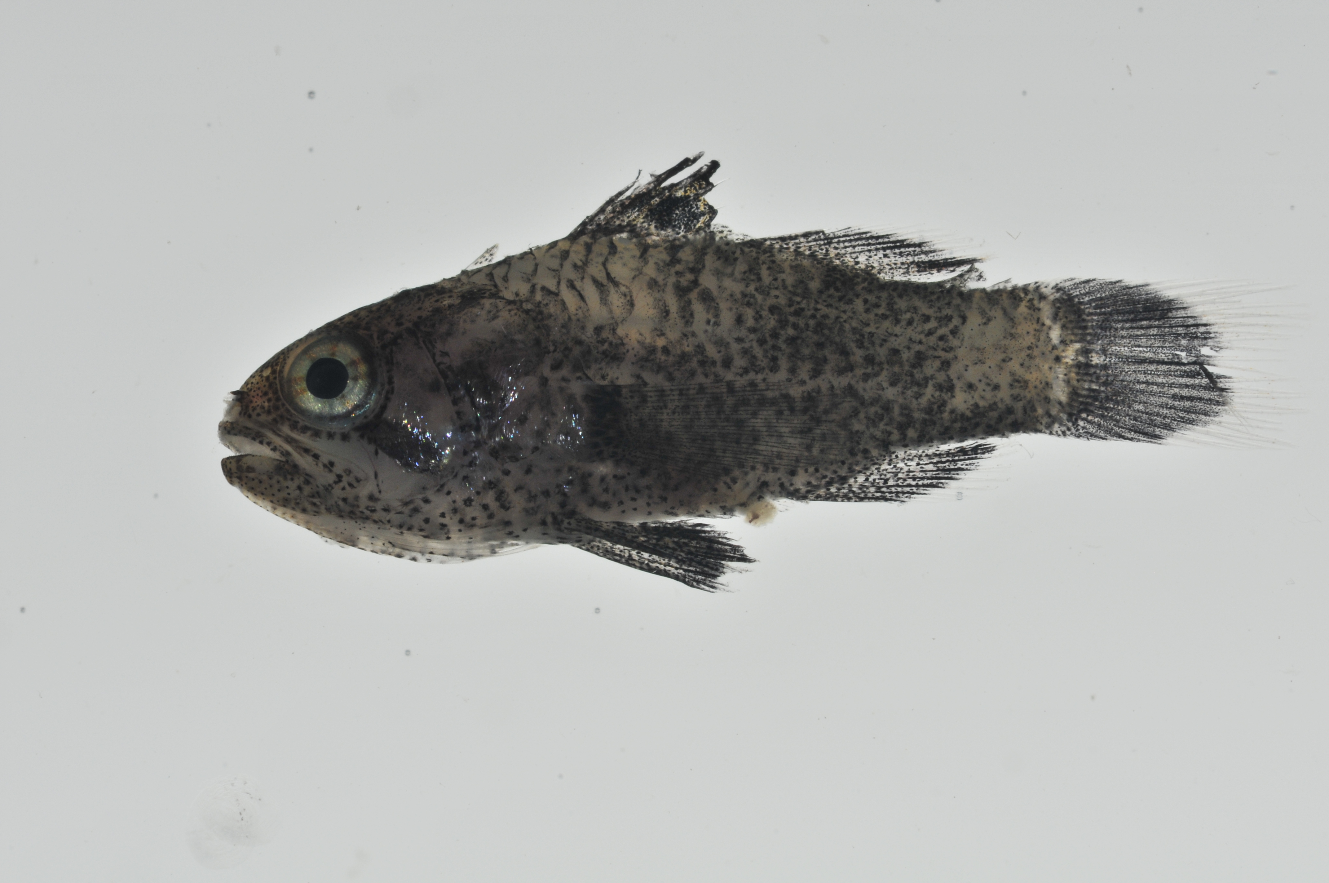 Apogonichthys_ocellatus_lateral_12_mmSL_MARQ-350_JTWilliams_MARQ-2011-22_2011-11-05_18-58-14.jpg