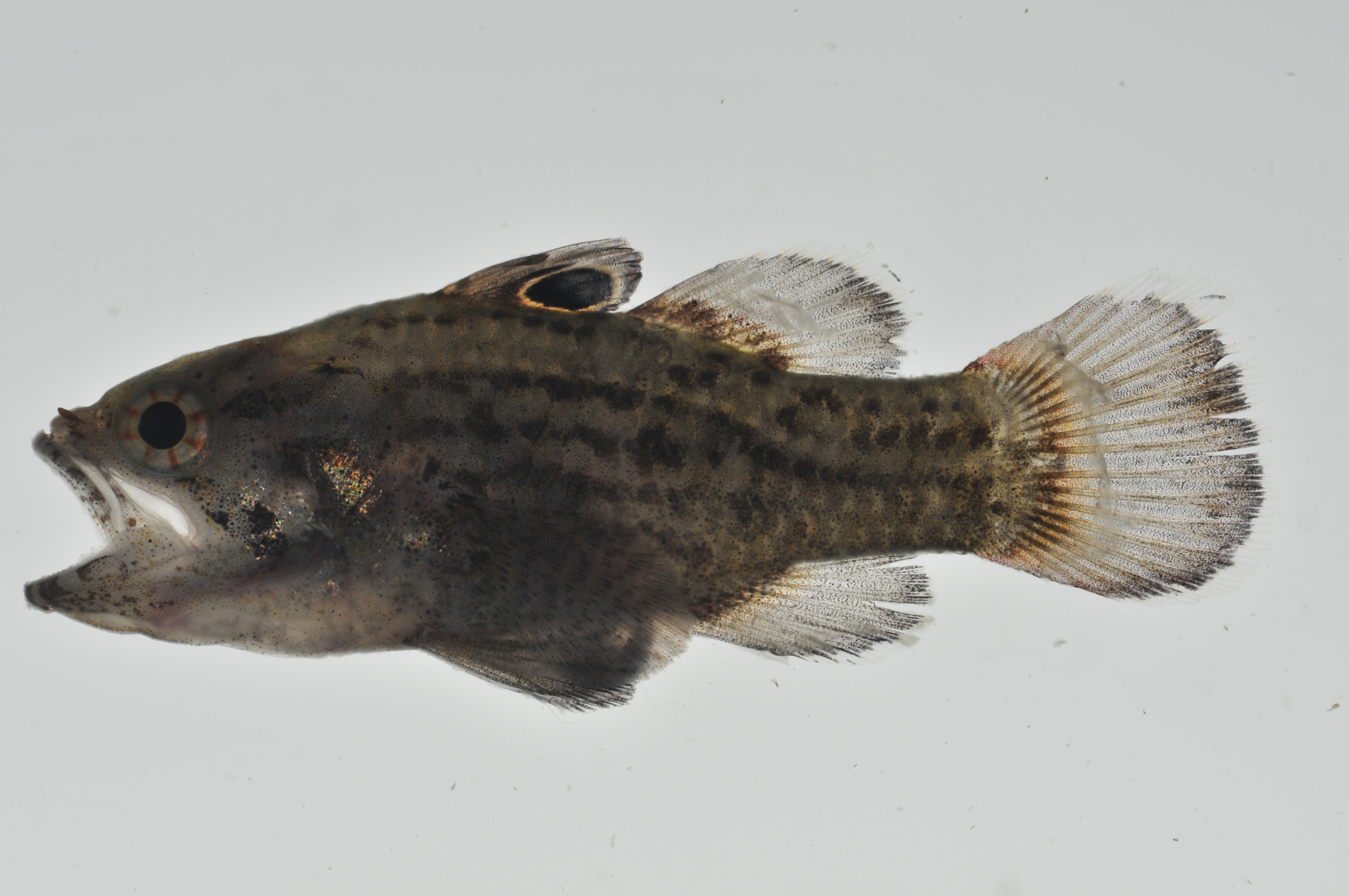 Apogonichthys_ocellatus_lateral_29_mmSL_MARQ-398_JTWilliams_MARQ-2011-26_2011-11-07_12-36-52.jpg