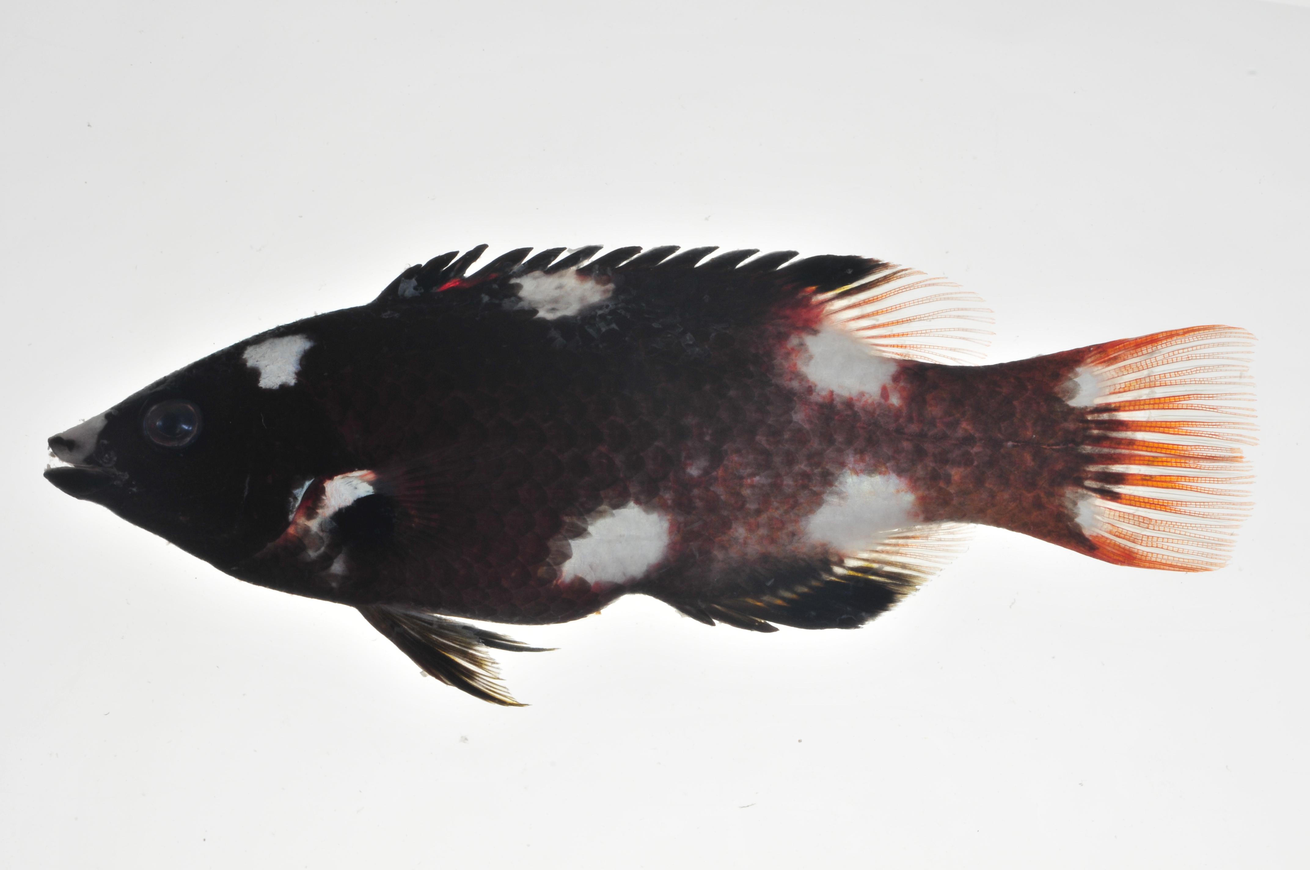 Bodianus_axilaris_lateral_106_mmSL_MARQ-480_JTWilliams_MARQ-2011-36_2011-11-12_10-47-00.jpg