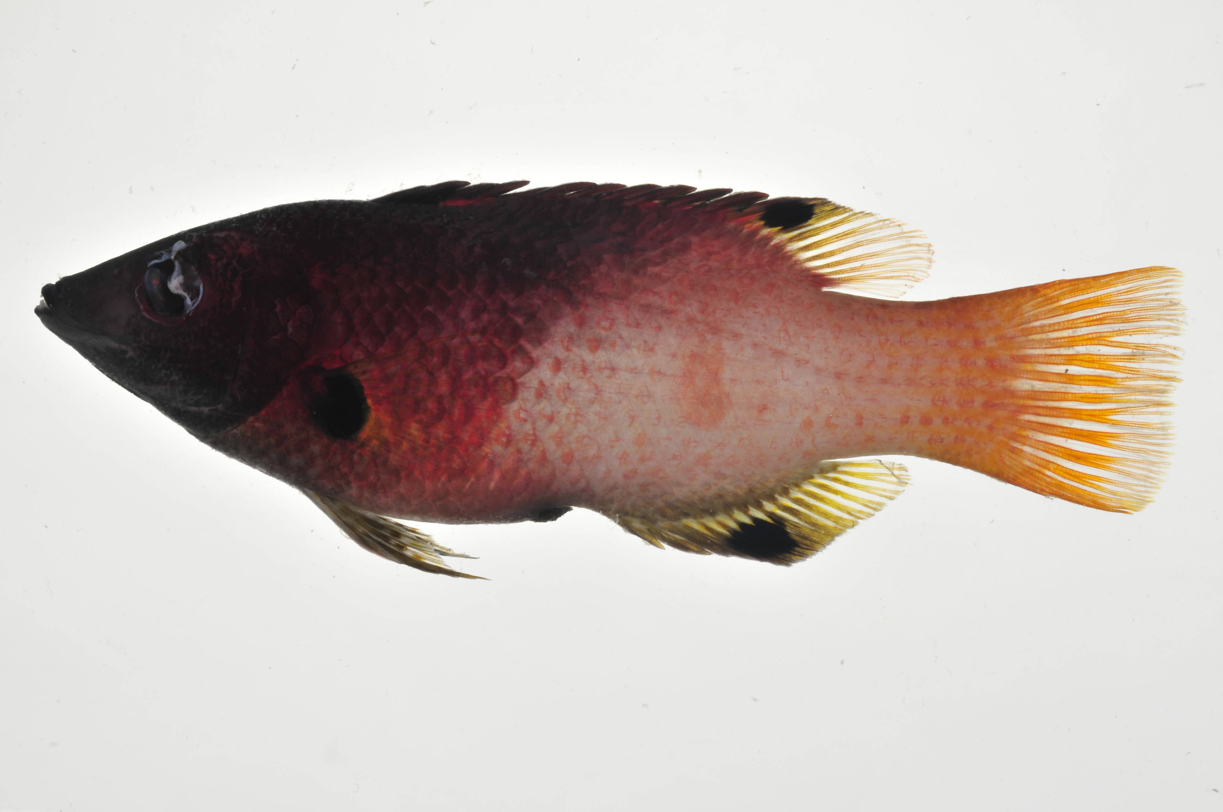 Bodianus_axillaris_lateral_123_mmSL_MARQ-170_JTWilliams_MARQ-2011-09_2011-10-29_12-21-17.jpg