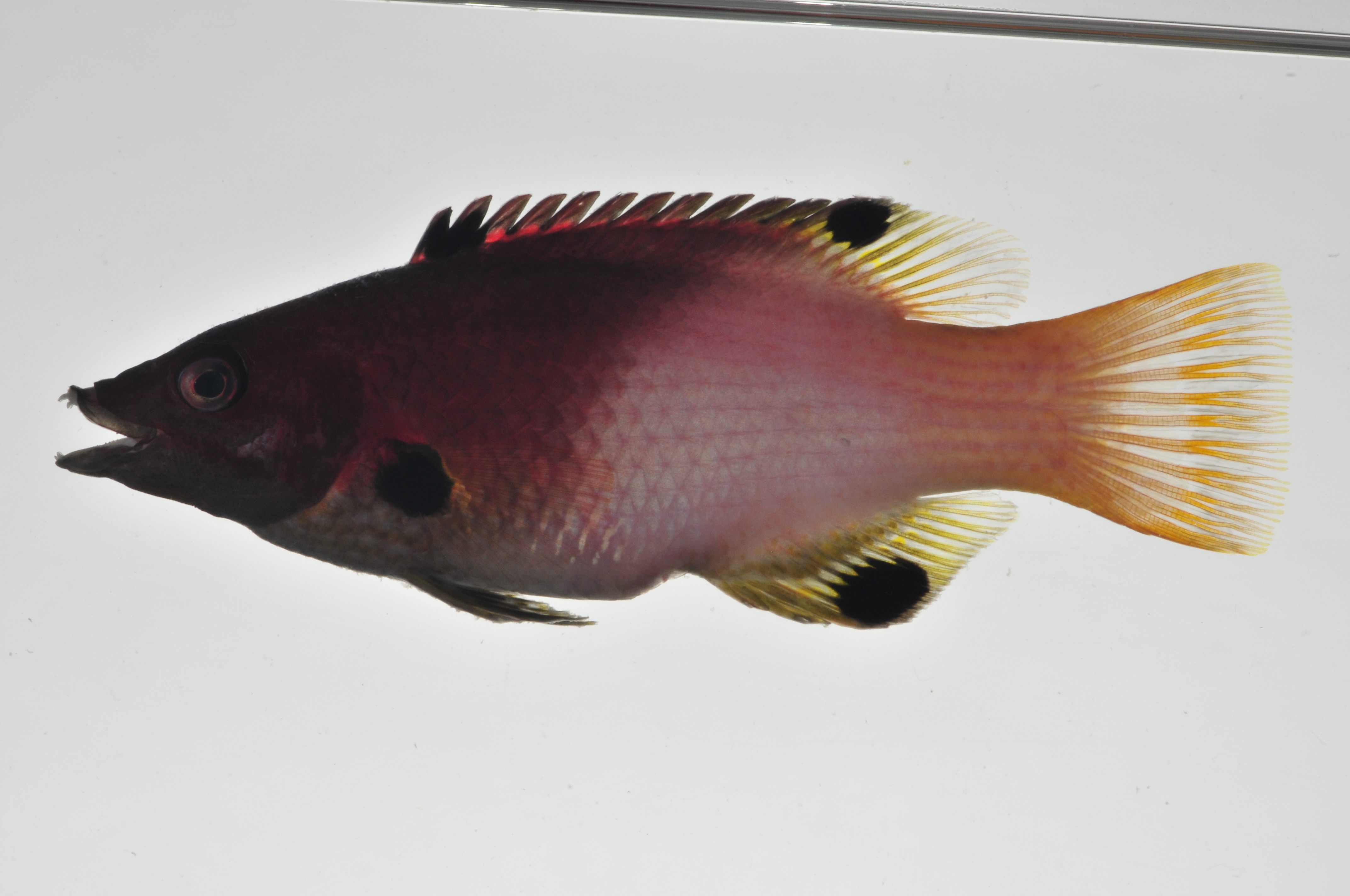 Bodianus_axillaris_lateral_98_mmSL_MARQ-407_JTWilliams_MARQ-2011-27_2011-11-07_16-17-21.jpg