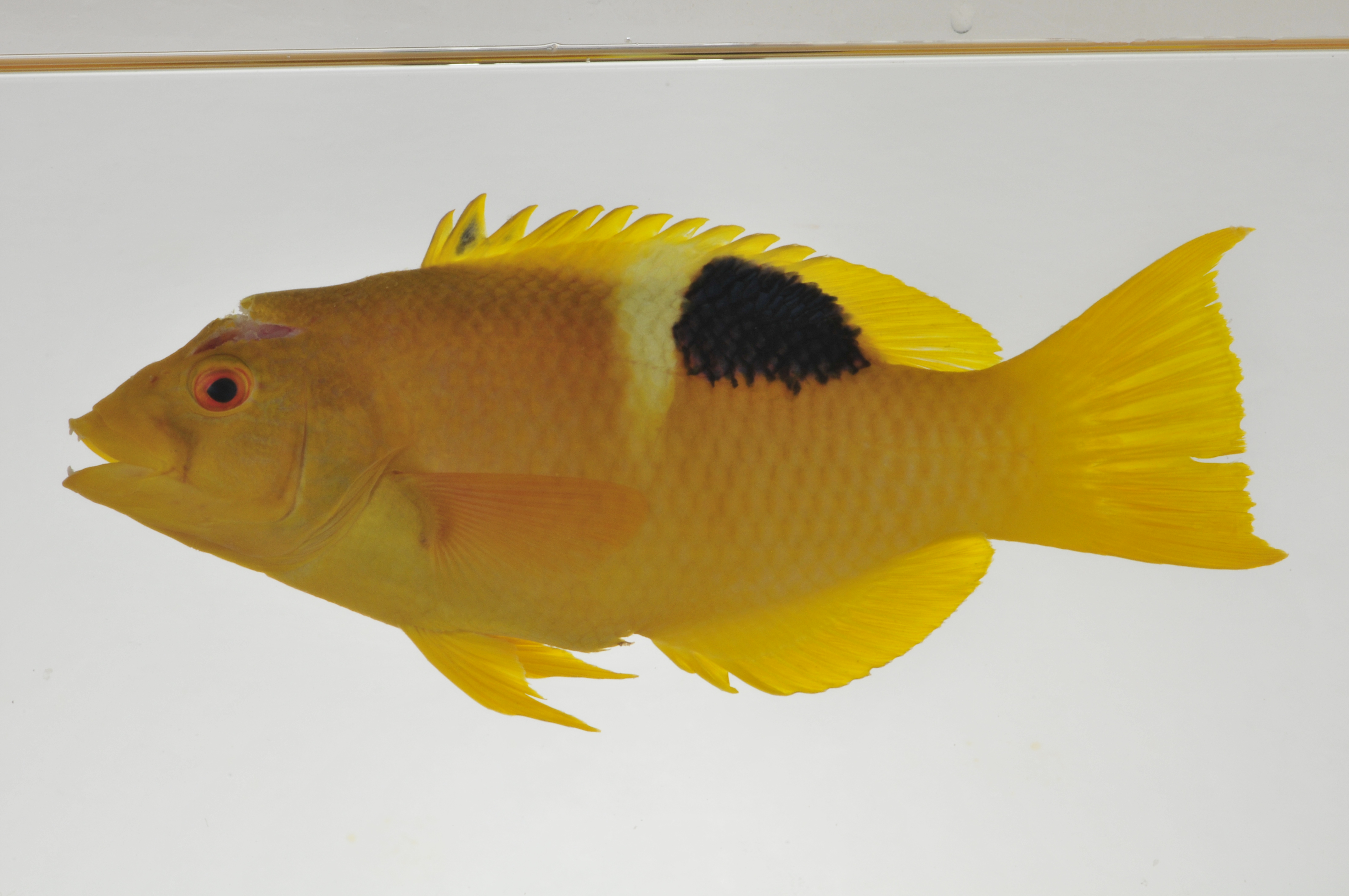 Bodianus_perditio_147_mm_SL_AUST-088_AUST-2013-03_Photo-JTW_AURV-001_2013-04-12_11-16-02.jpg