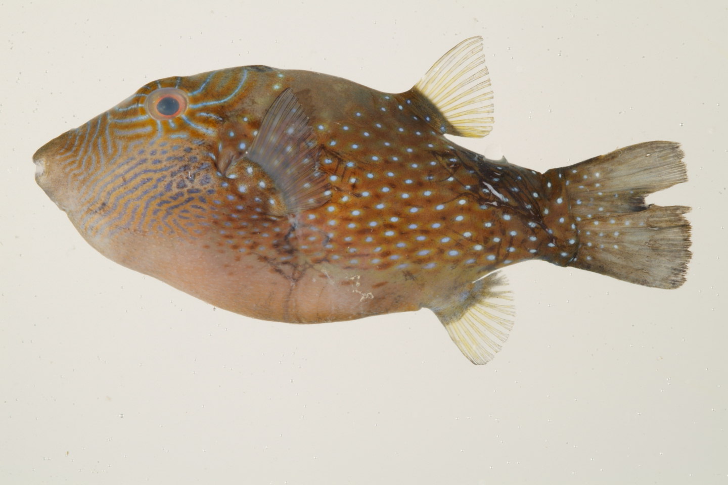 Canthigaster_amboinensis_59_2__mm_SL_Moorea-F-06-004_MBIO278.JPG