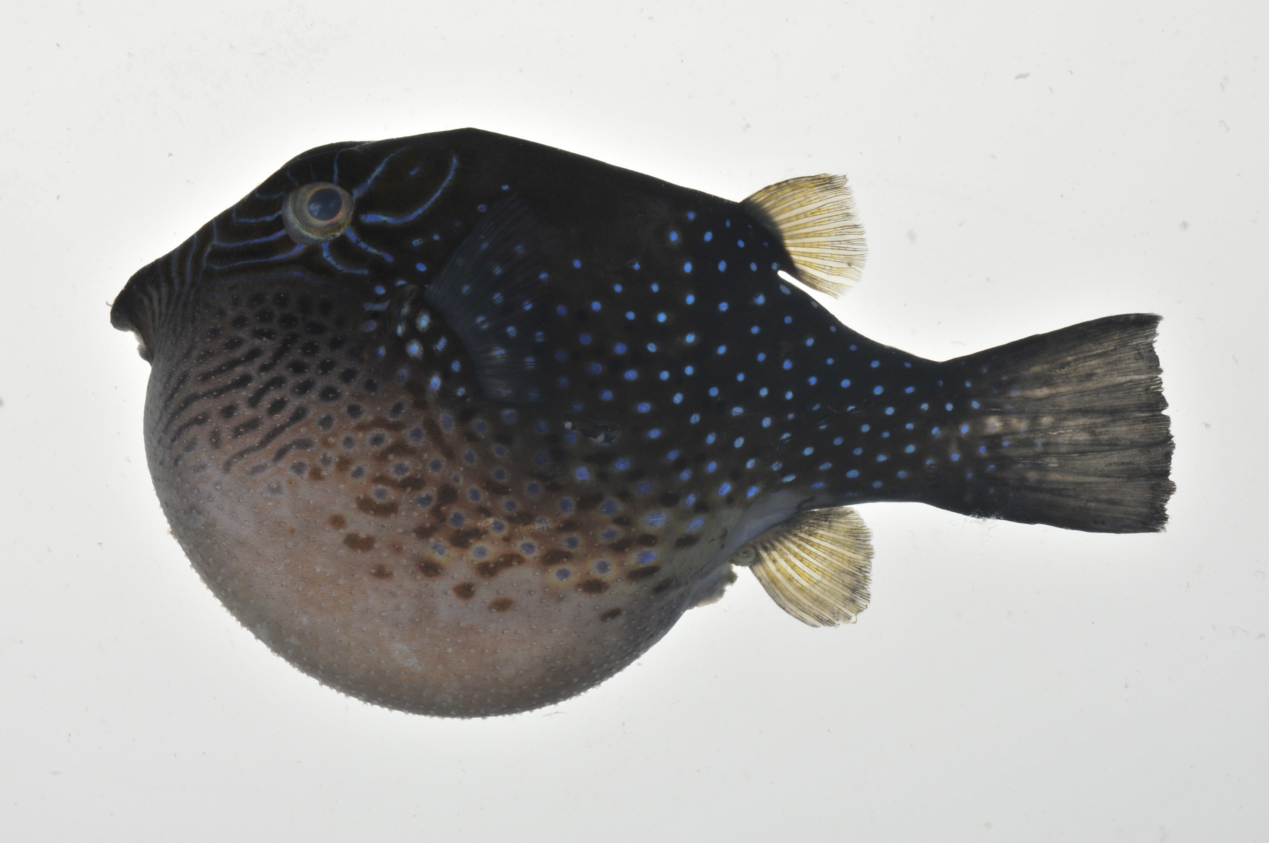 Canthigaster_amboinensis_65_mmSL_MARQ-117_JTWilliams_MARQ-2011-04_2011-10-27_20-22-25.jpg