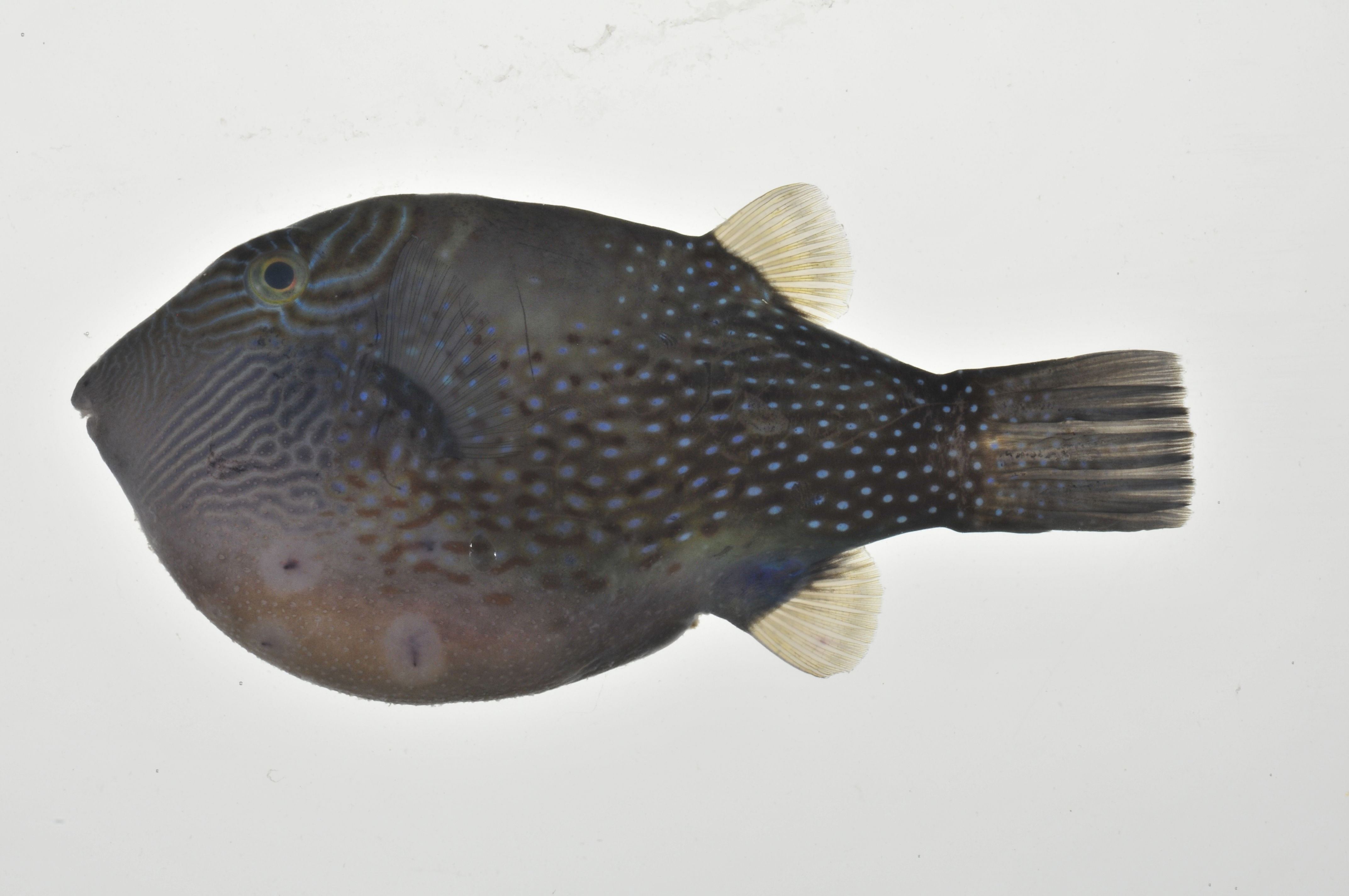 Canthigaster_amboinensis_lateral_76_mmSL_MARQ-040_JTWilliams_MARQ-2011-02_2011-10-26_17-21-52.jpg