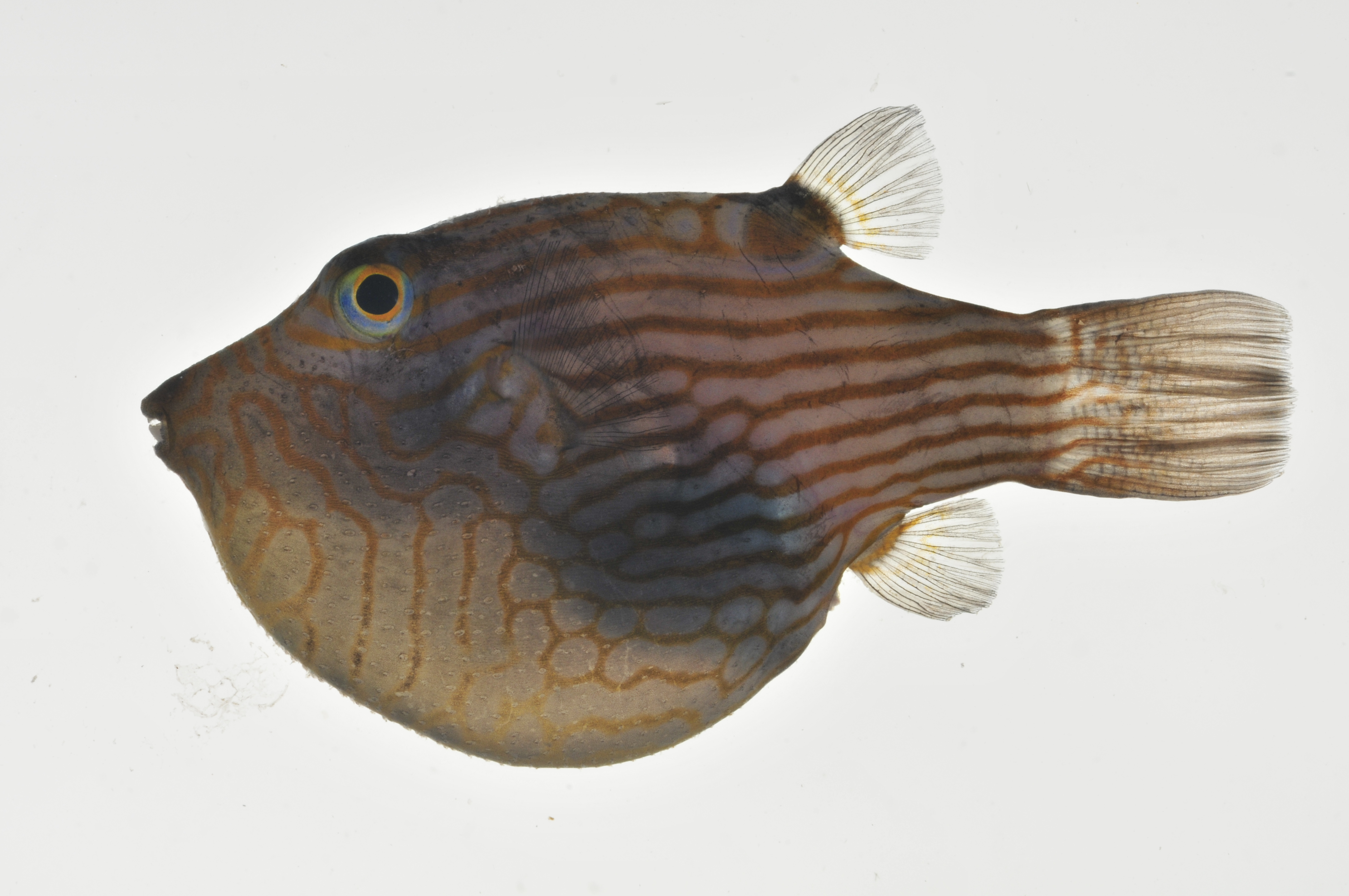 Canthigaster_criobe_lateral_44_mmSL_MARQ-168_JTWilliams_MARQ-2011-09_2011-10-29_12-13-26.jpg