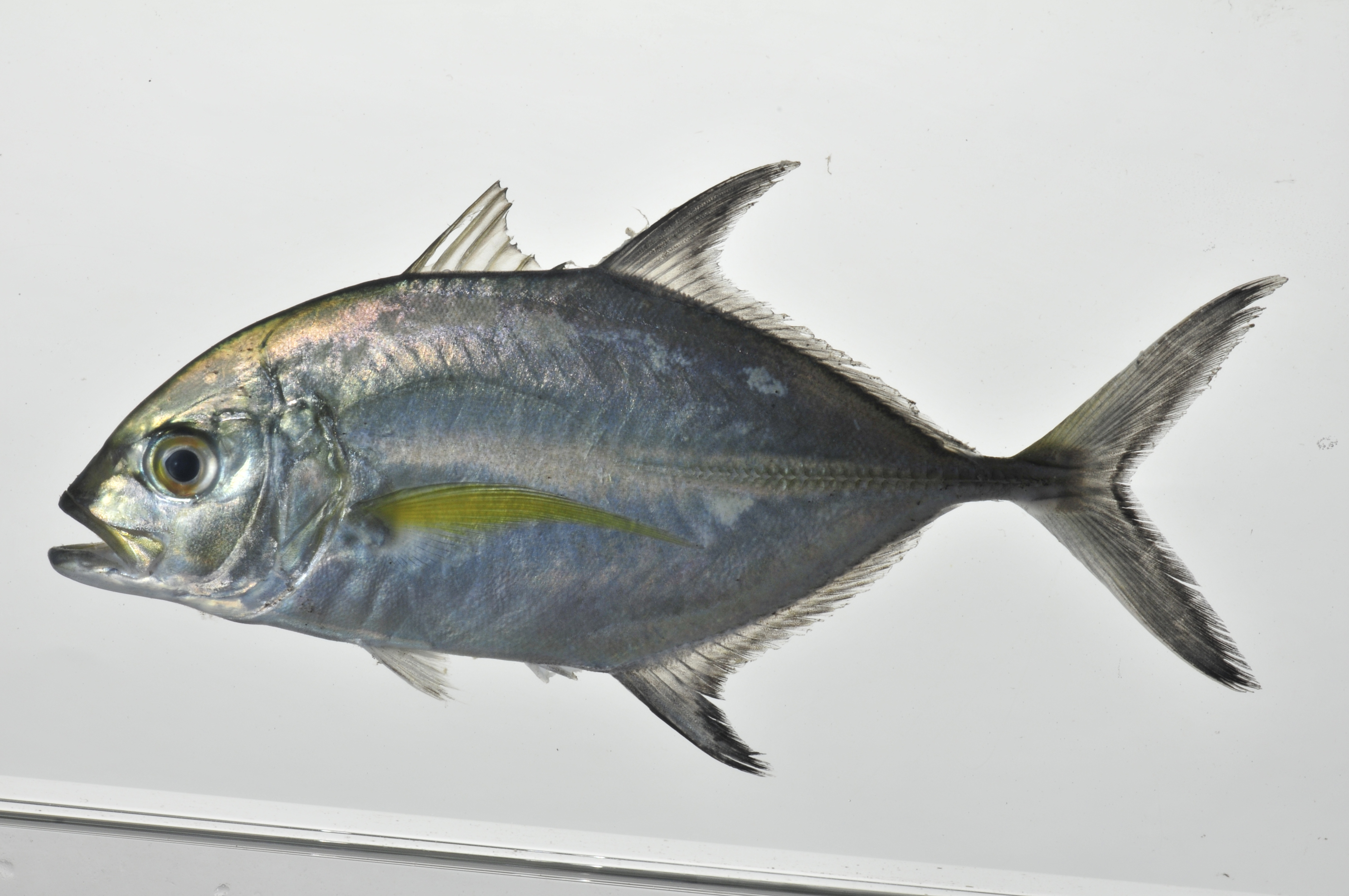 Carangoides_lateral_135_mmSL_MARQ-344_JTWilliams_MARQ-2011-22_2011-11-05_18-36-00.jpg