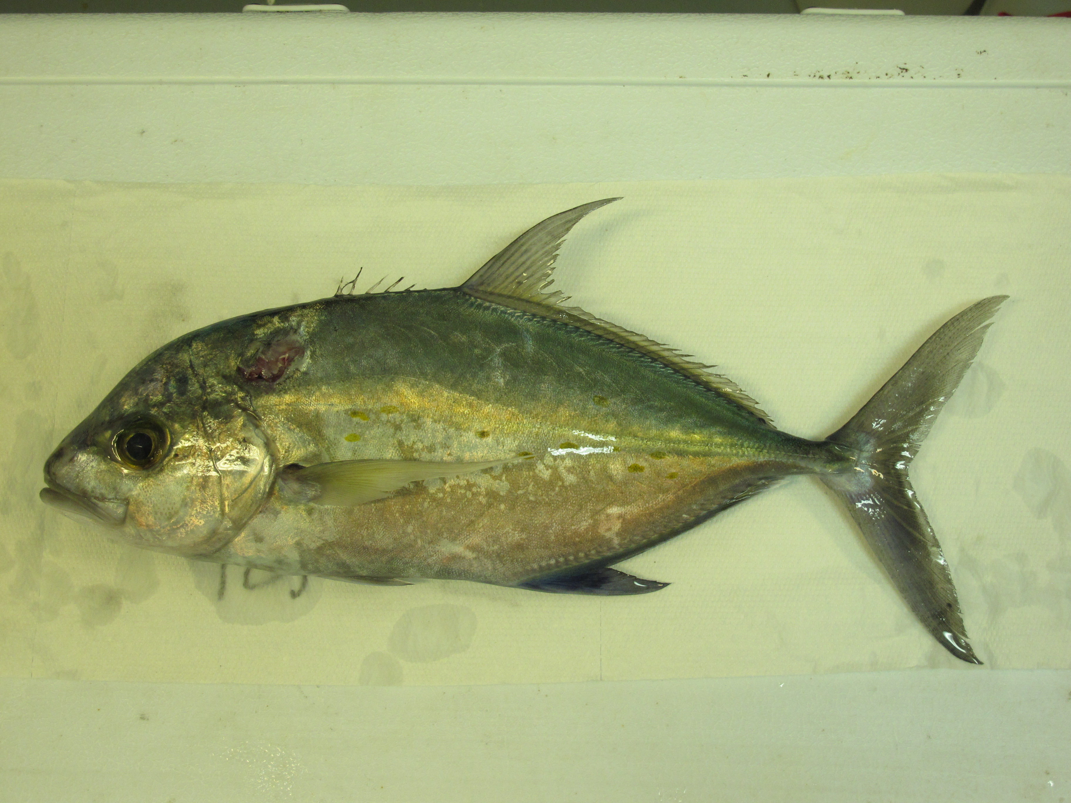 Carangoides_orthogrammus_357_mm_SL_AUST-524_AUST-2013-22_Photo-JTWilliams_no_voucher_2013-04-20_18-09-48.JPG