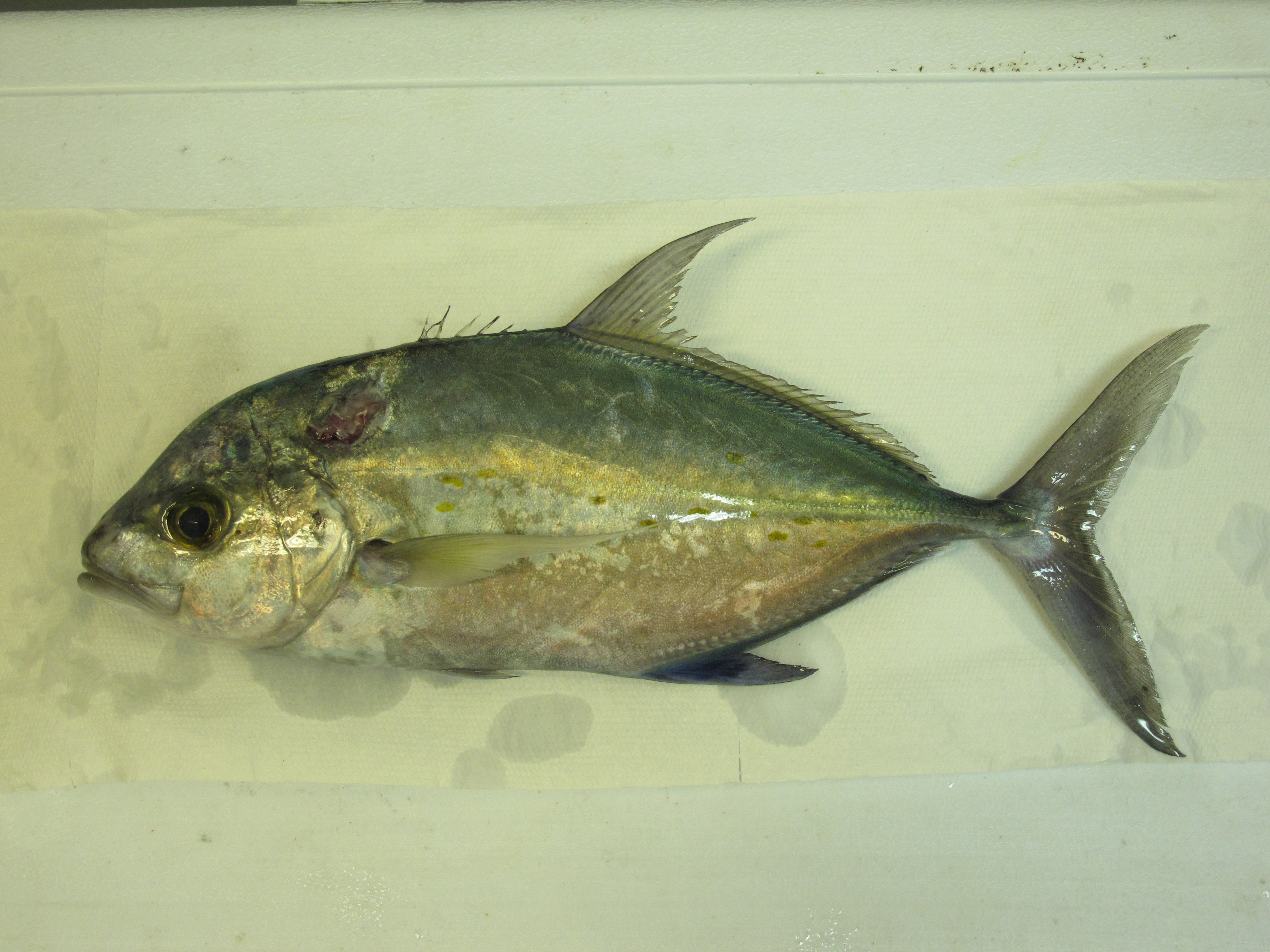Carangoides_orthogrammus_357_mm_SL_AUST-524_AUST-2013-22_Photo-JTWilliams_no_voucher_2013-04-20_18-09-50.JPG
