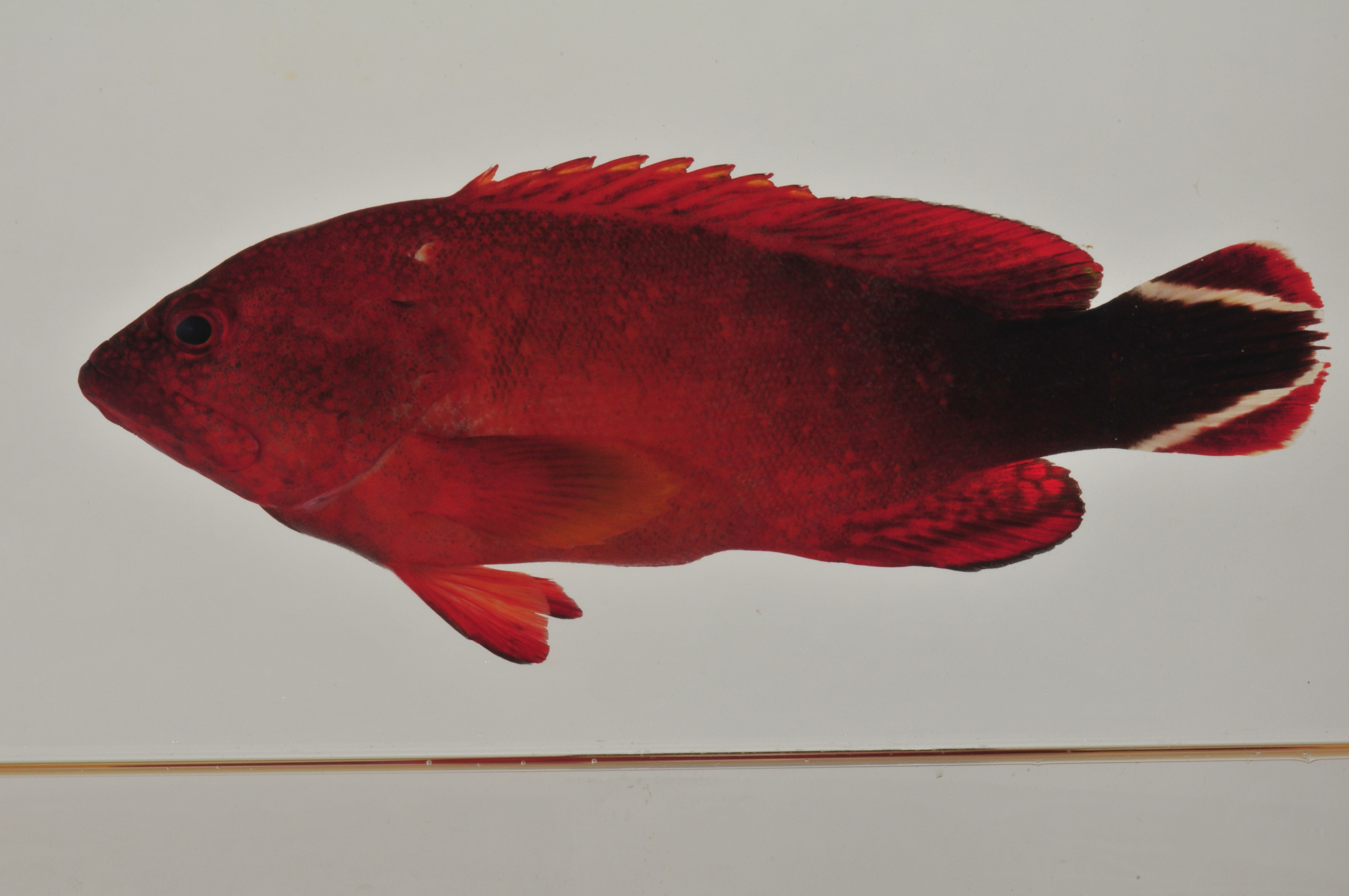 Cephalopholis_urodeta_136_8_mm_SL_AUST-277_AUST-2013-09_Photo-JTW_2013-04-14_21-57-00.jpg