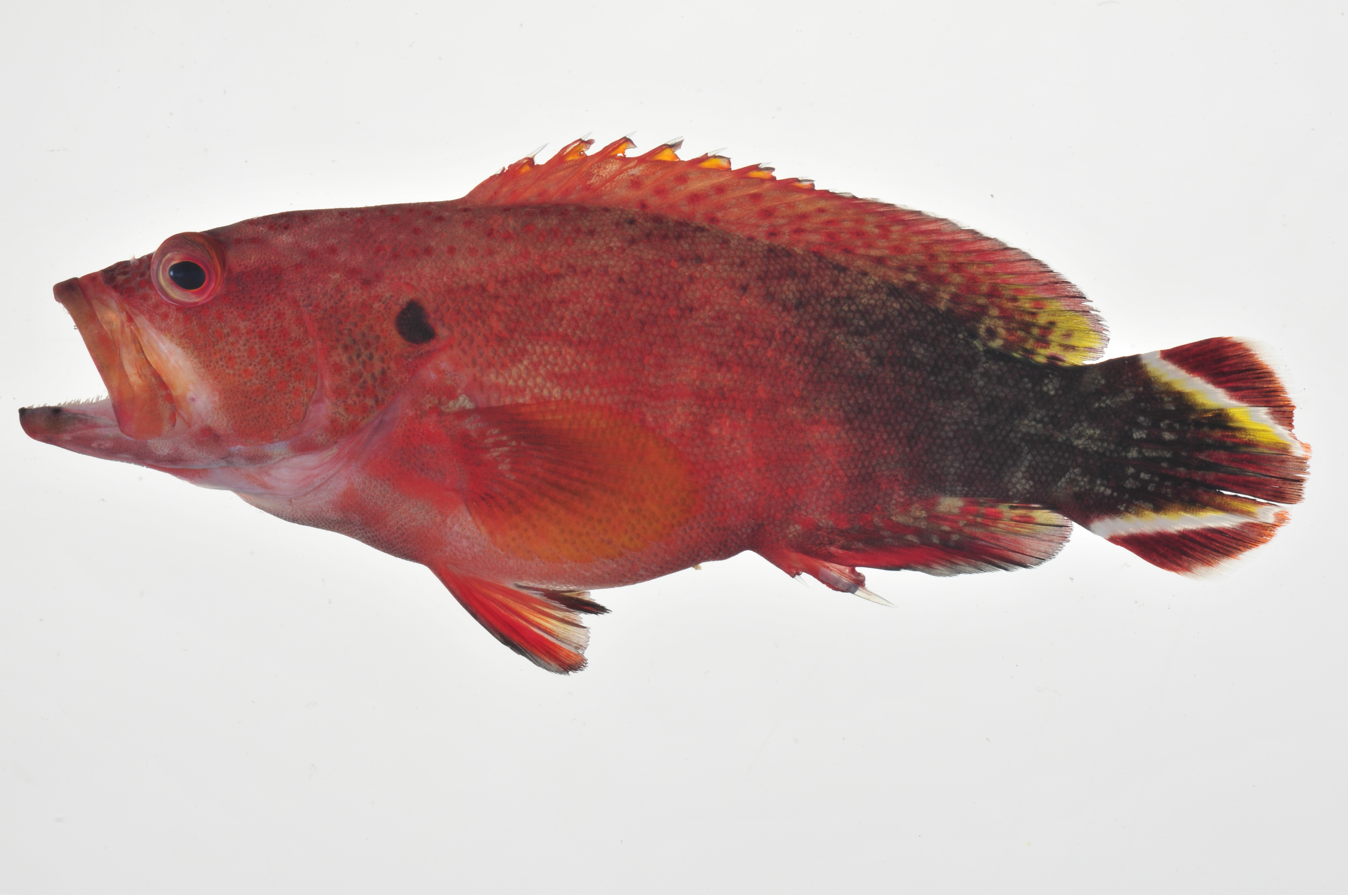 Cephalopholis_urodeta_lateral_96_mmSL_MARQ-233_JTWilliams_MARQ-2011-13_2011-10-31_12-48-53.jpg