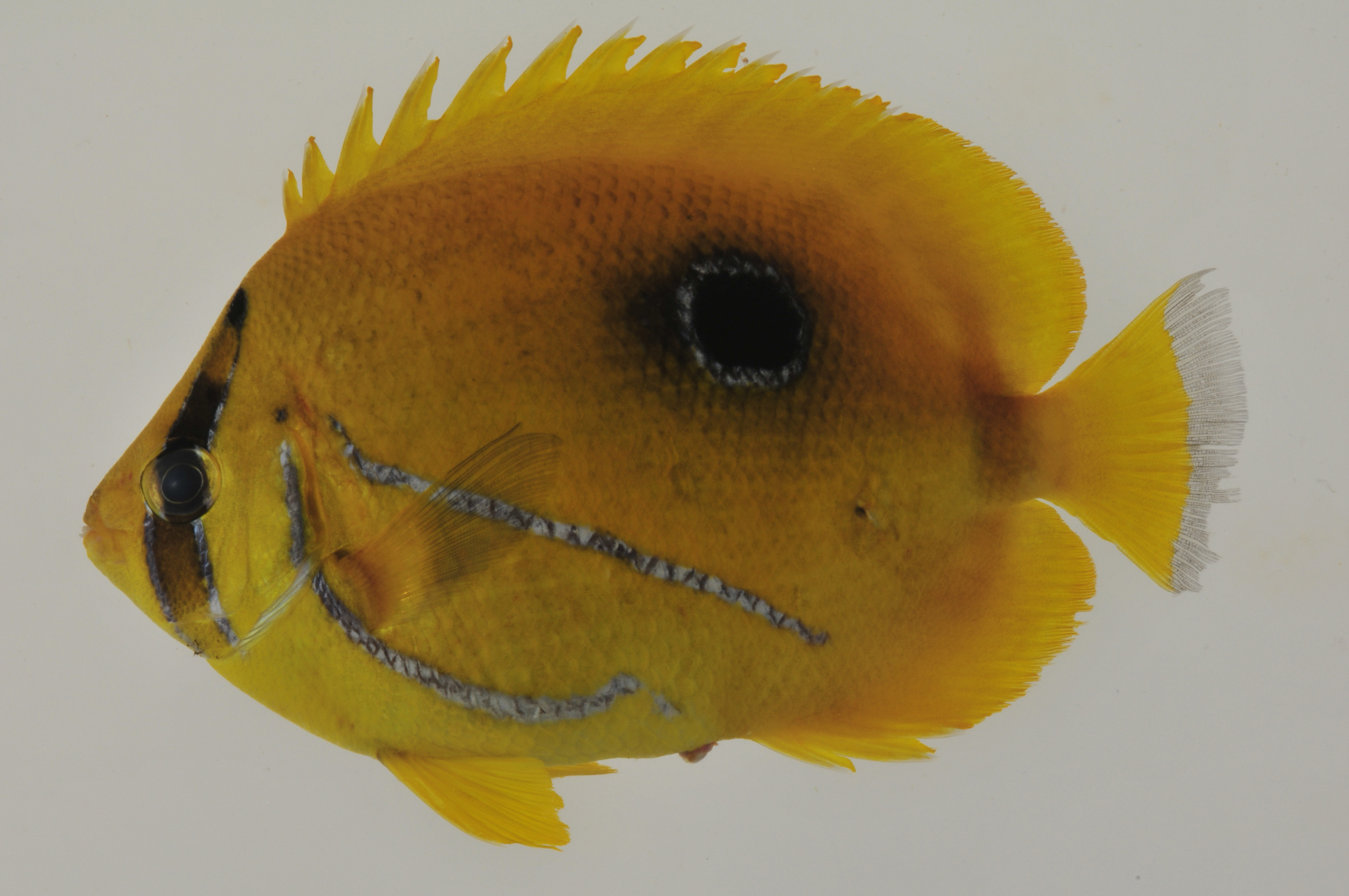 Chaetodon_bennetti_109_7_mm_SL_AUST-230_AUST-2013-06_Photo-JTW_2013-04-13_22-26-37.jpg