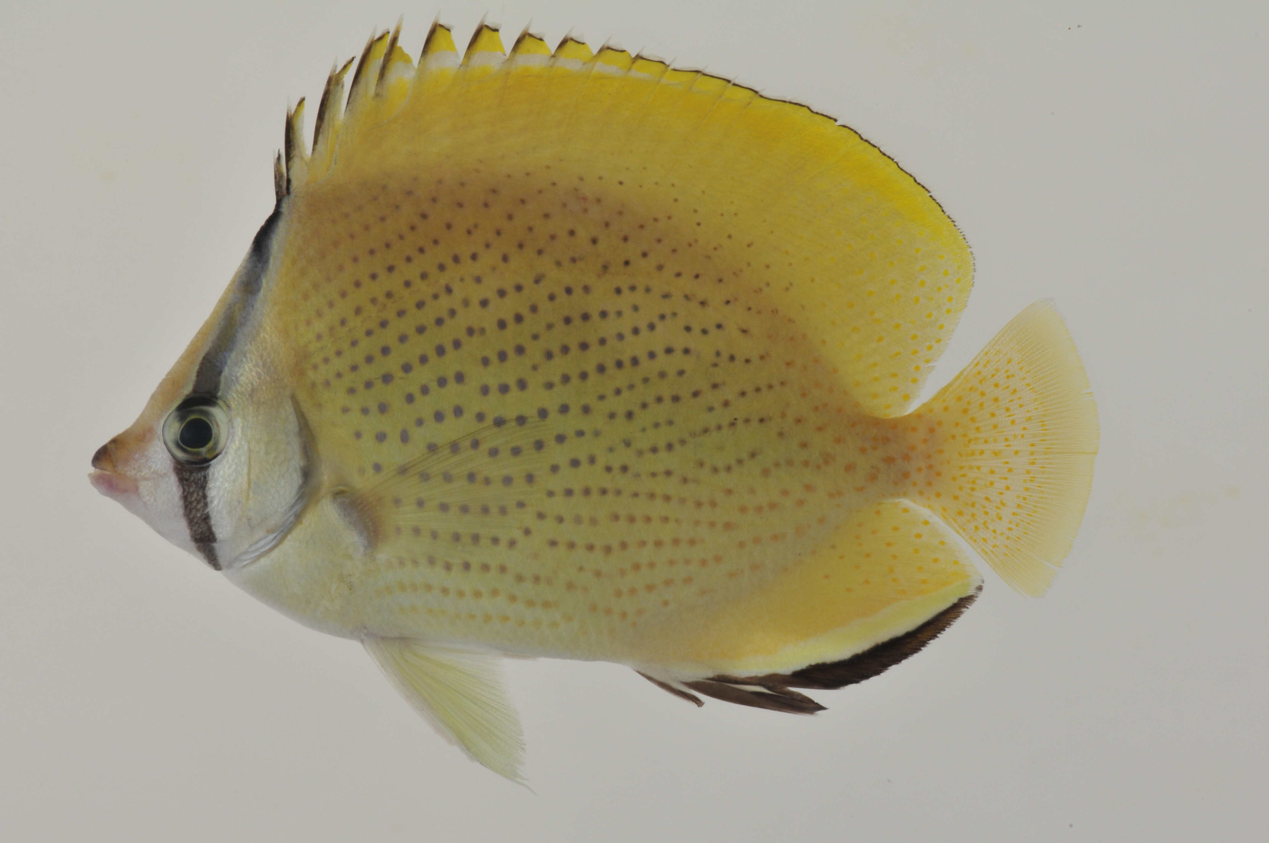 Chaetodon_citrinellus_99_2_mm_SL_AUST-371_AUST-2013-13_Photo-JTWilliams_2013-04-16_16-57-44.jpg