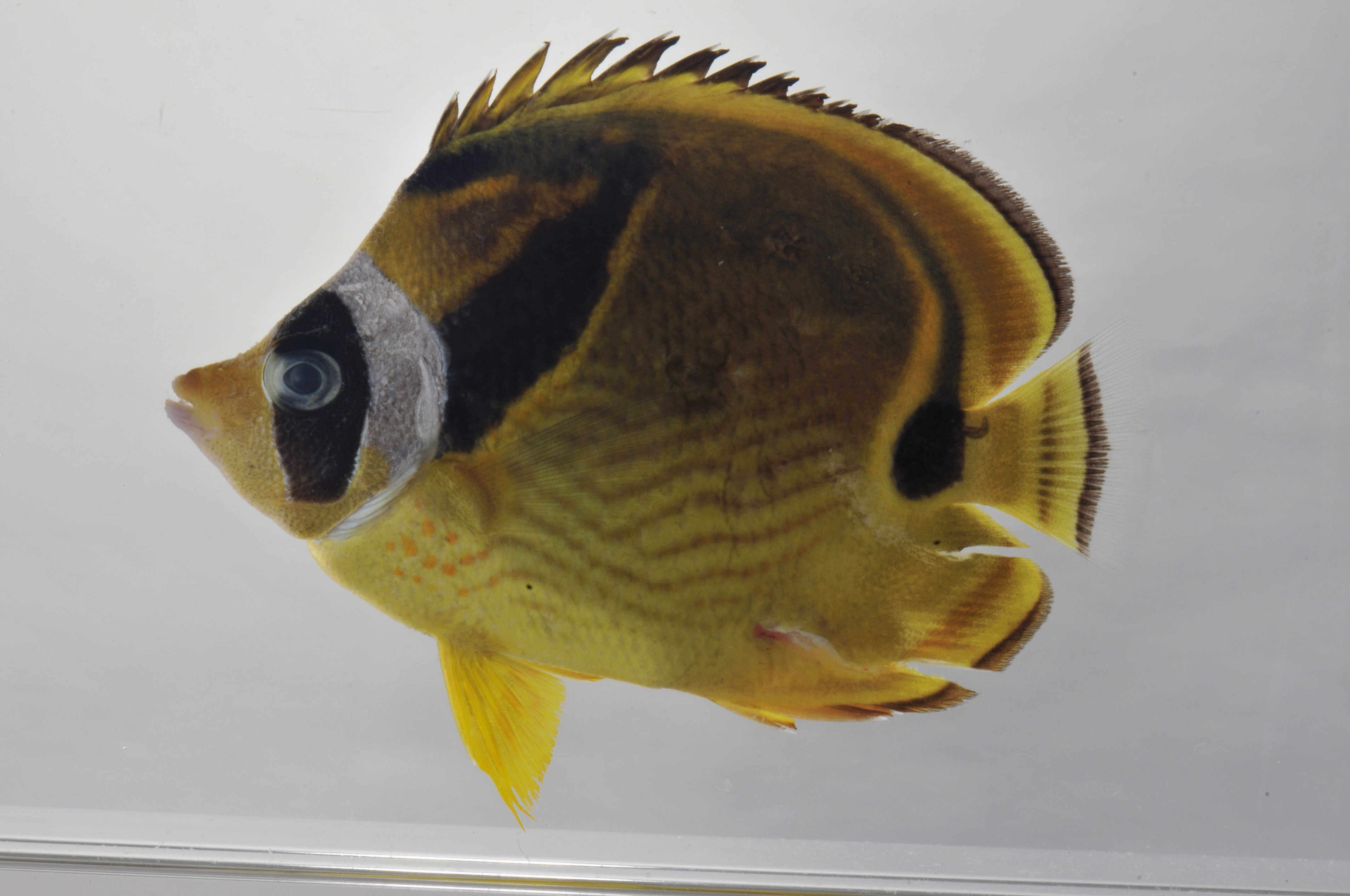 Chaetodon_lunula_108_2_mmSL_SCIL-269_SCIL-2014-15_Photo_by_JT_Williams_2014-12-04_18-32-45.jpg