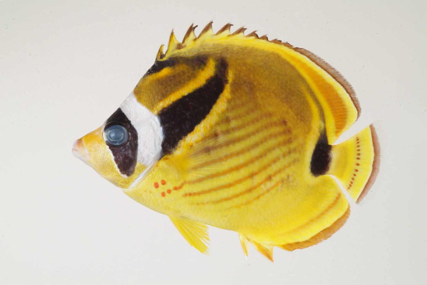 Chaetodon_lunula_140_0_mm_SL_Moorea-F-06-005_MBIO517.JPG