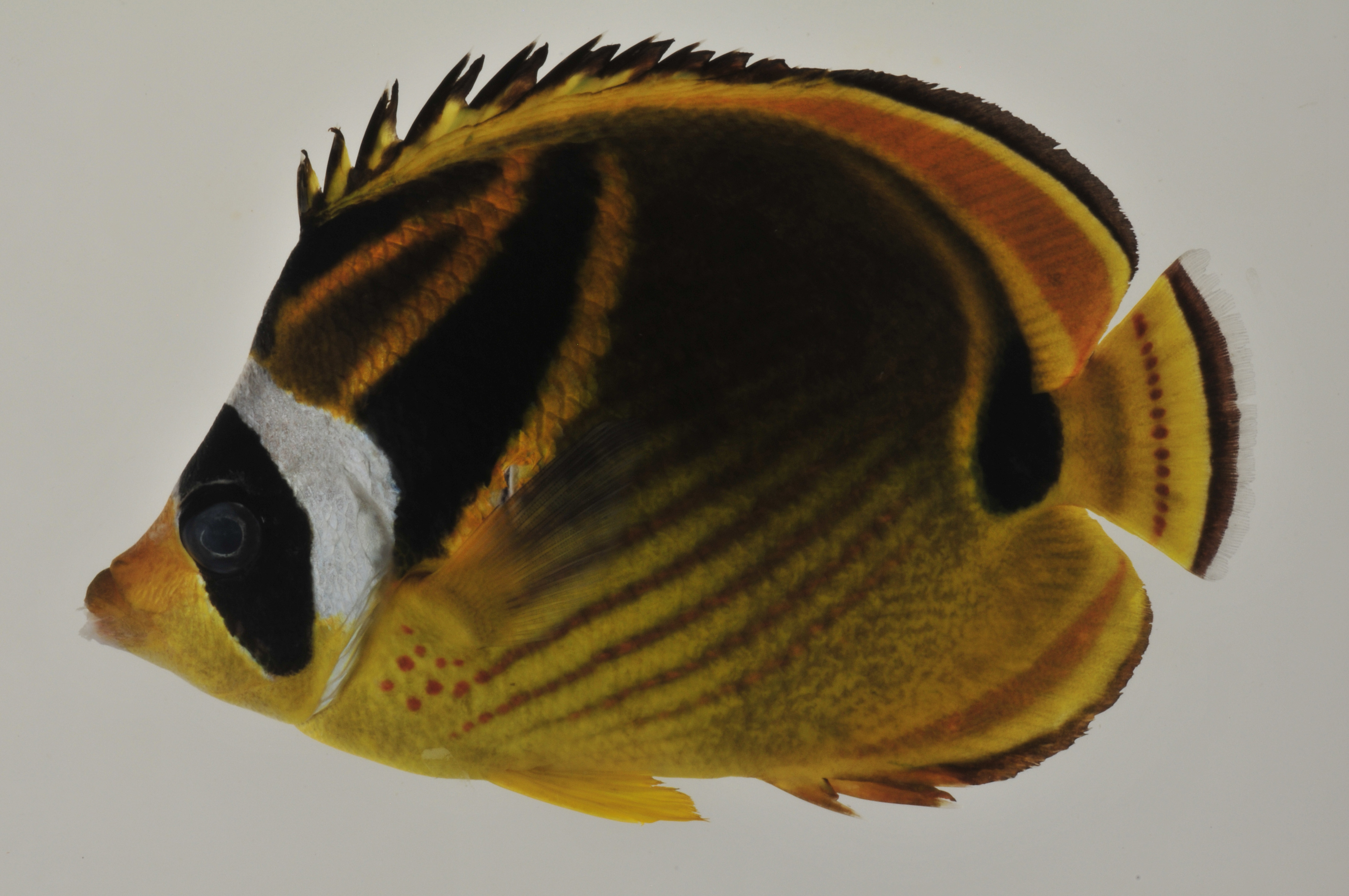 Chaetodon_lunula_146_7_mm_SL_AUST-229_AUST-2013-06Photo-JTW_2013-04-13_22-22-58.jpg