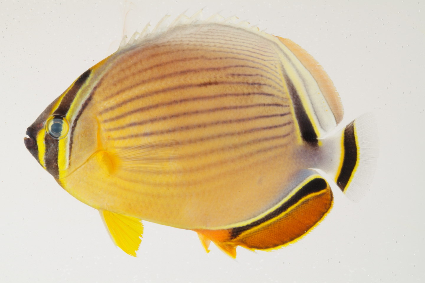 Chaetodon_lunulatus_100_0_mm_SL_Moorea-F-06-005_MBIO520.JPG