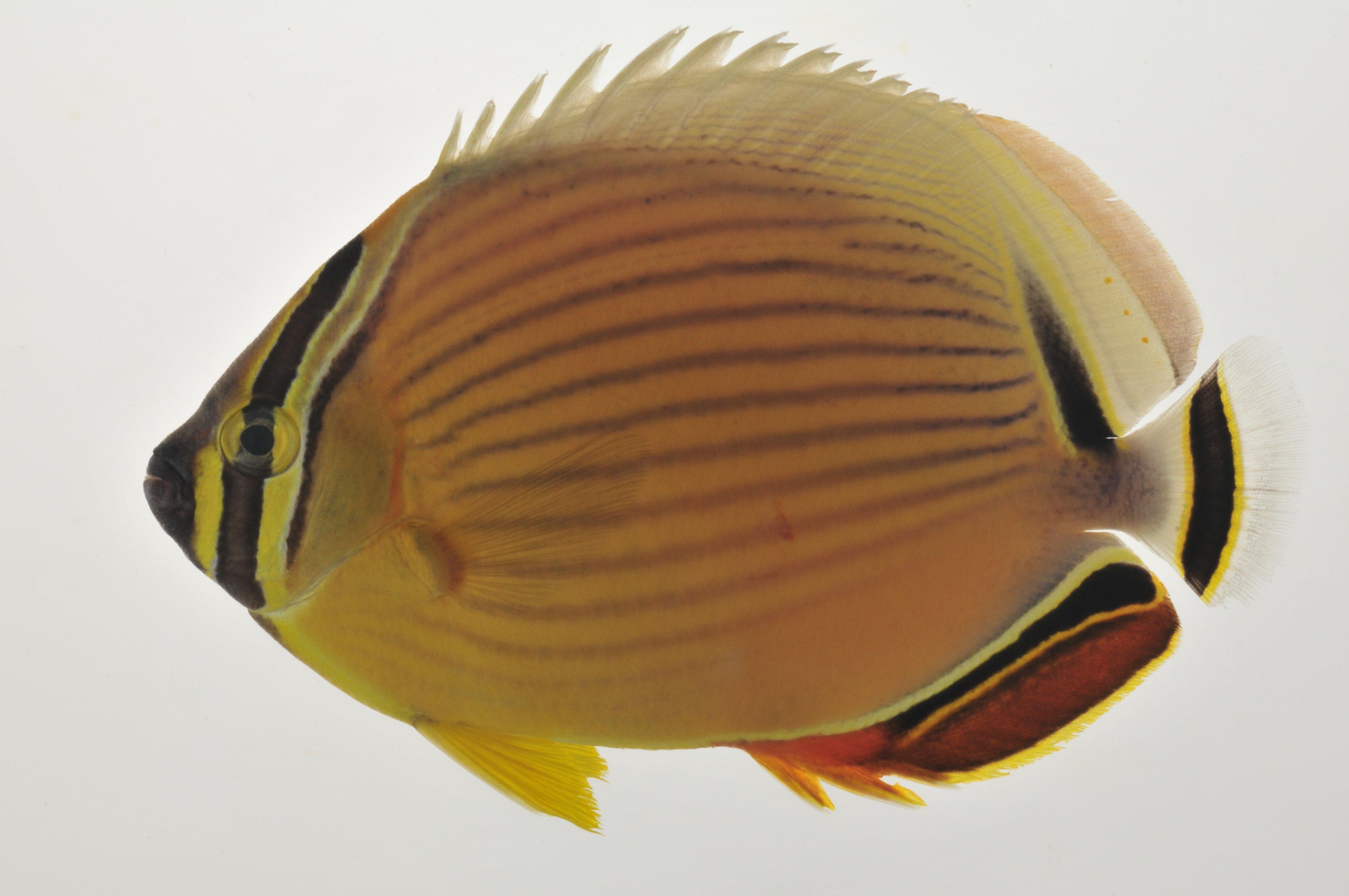 Chaetodon_lunulatus_113_9_mm_SL_AUST-010_AUST-2013-01_Photo-JTW_2013-04-10_21-56-45.jpg