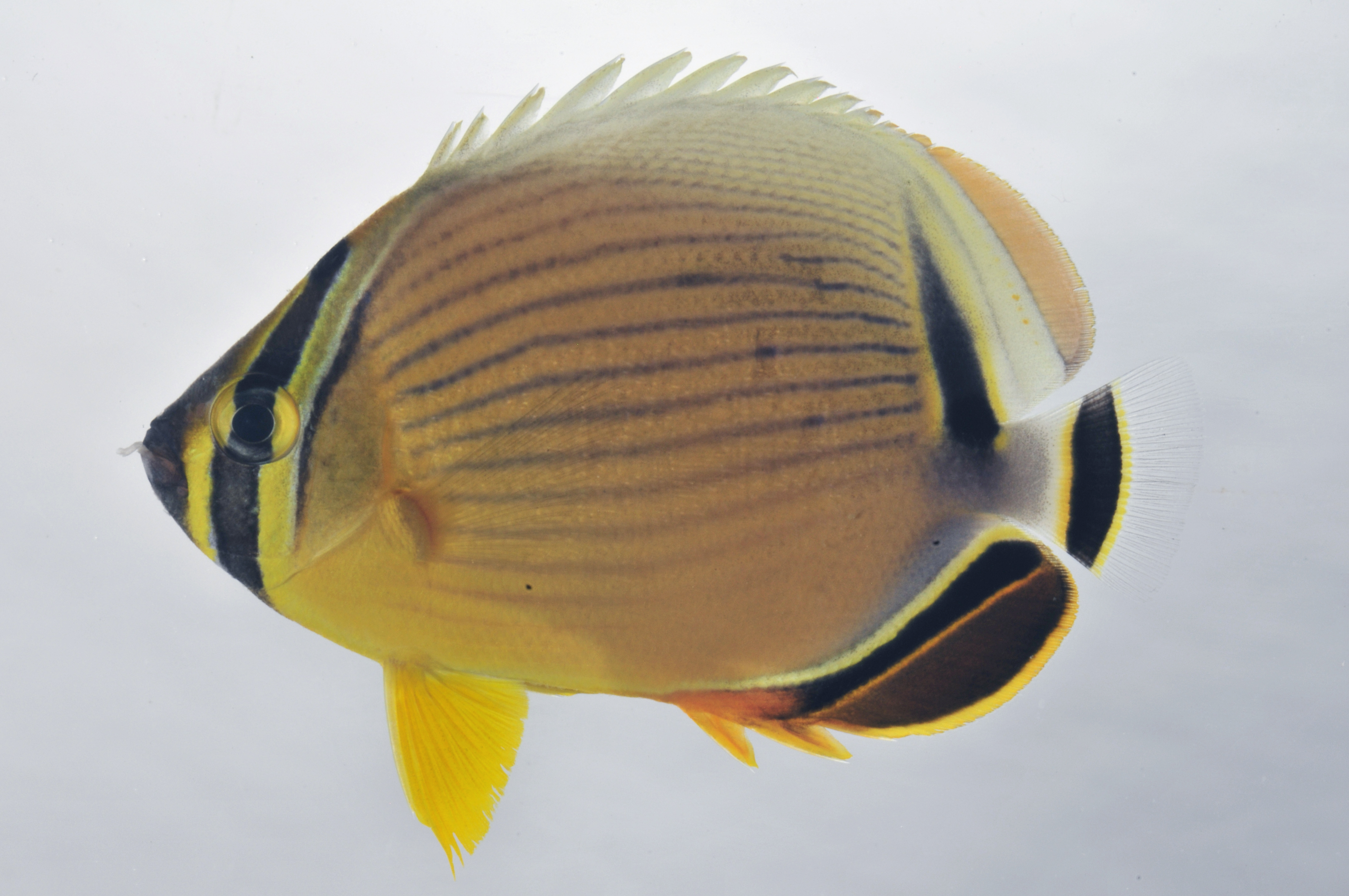 Chaetodon_lunulatus_67_0_mmSL_SCIL-225_SCIL-2014-14_Photo_by_JT_Williams_2014-12-04_14-36-09.jpg