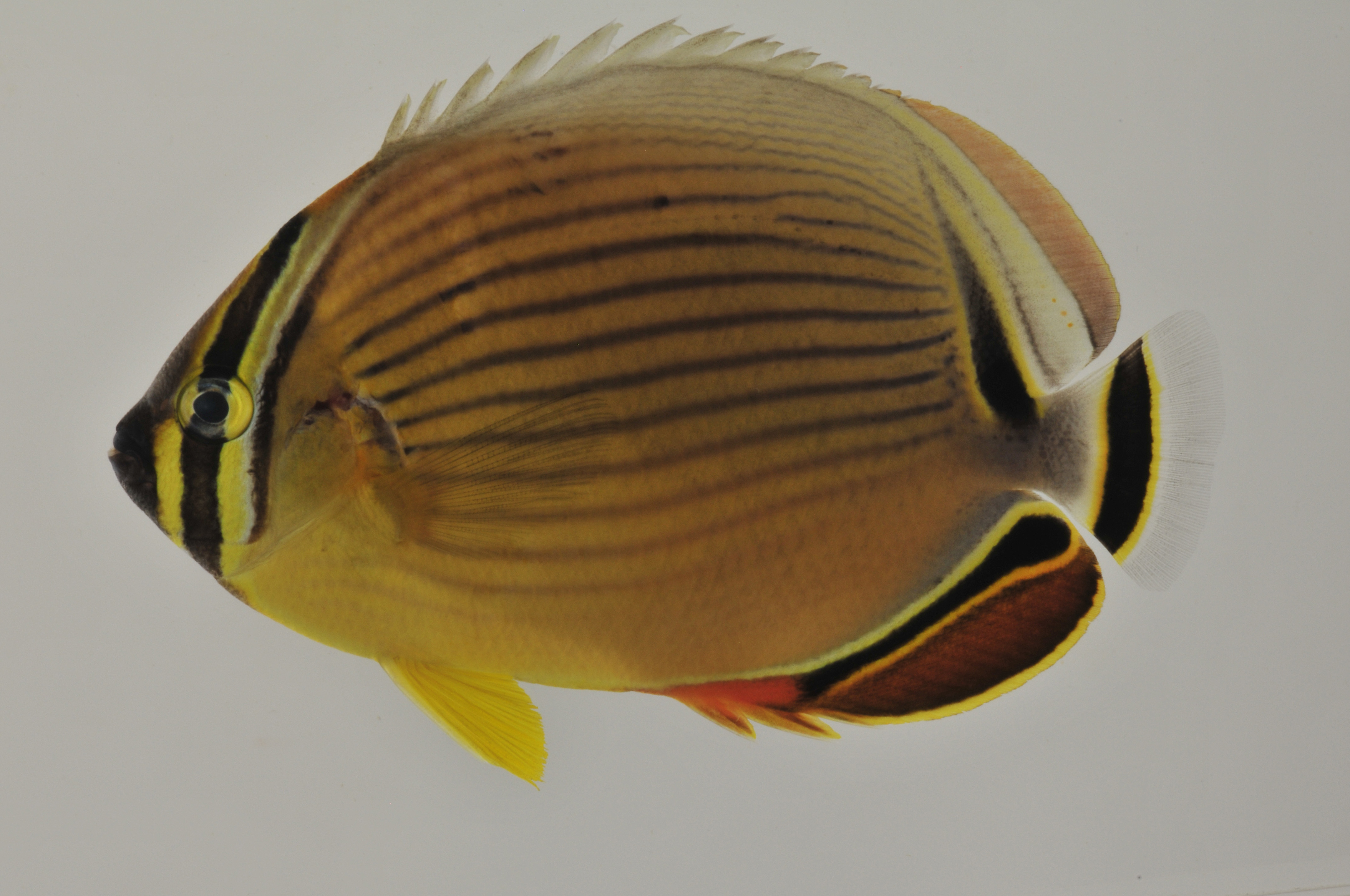 Chaetodon_lunulatus_97_6_mm_SL_AUST-270_AUST-2013-08_Photo-JTW_2013-04-14_21-06-18.jpg