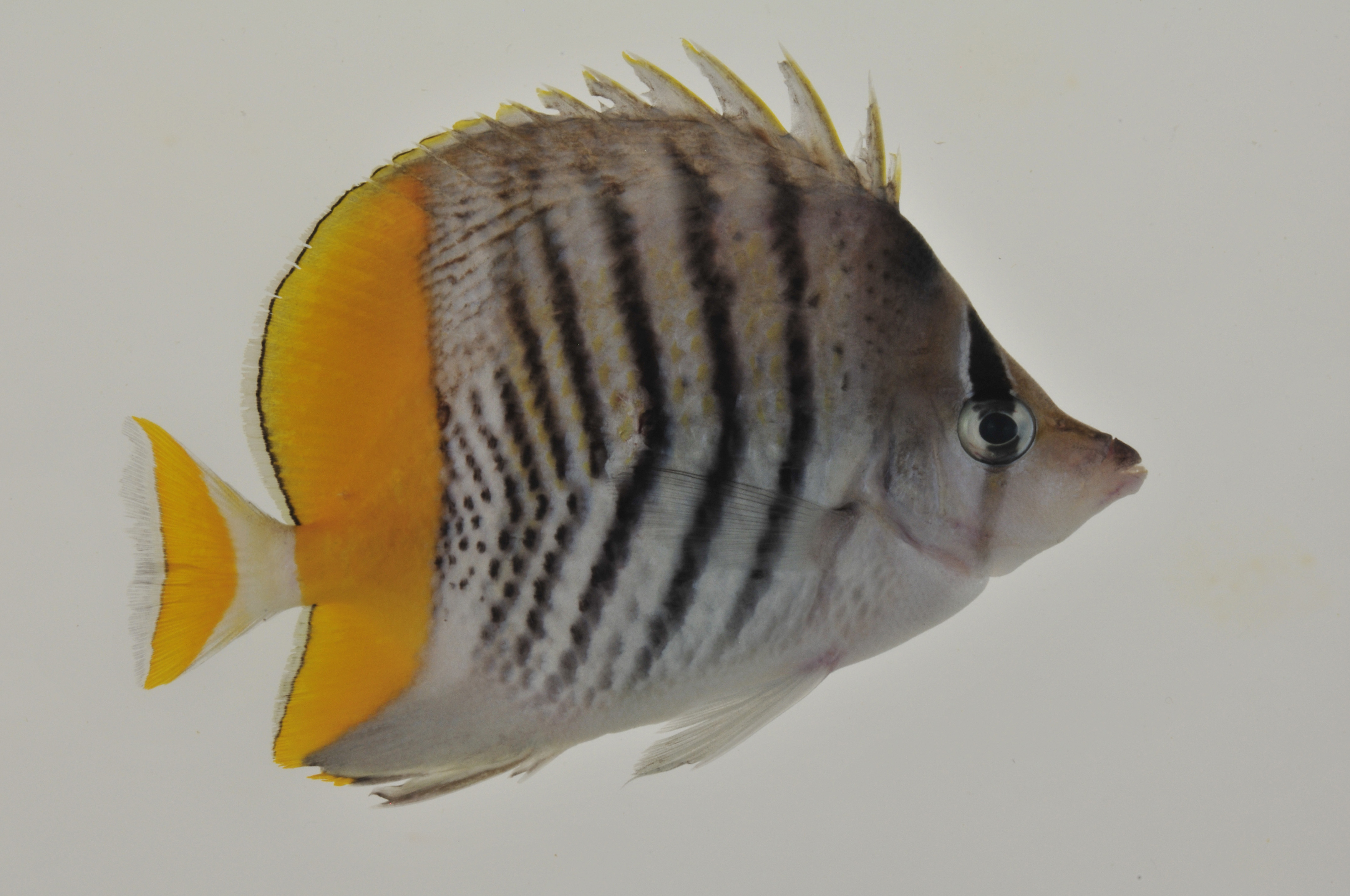 Chaetodon_mertensii_83_8_mm_SL_AUST-269_AUST-2013-08_Photo-JTW_2013-04-14_21-03-04.jpg