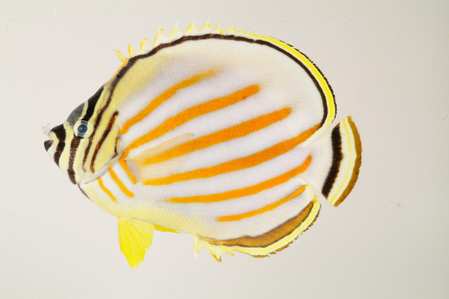 Chaetodon_ornatissimus_109_9_mm_SL_Moorea-F-06-004_MBIO257.JPG