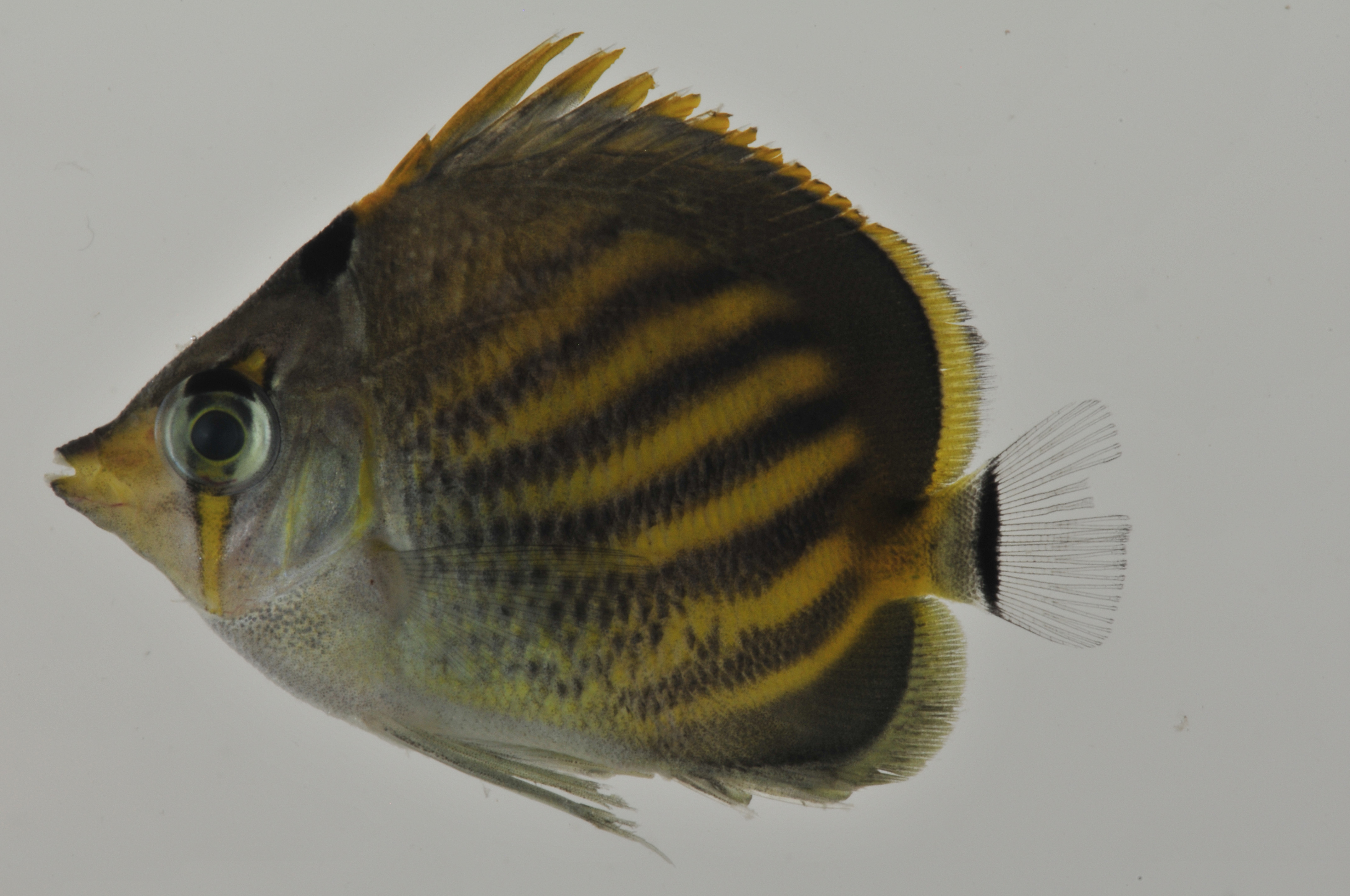 Chaetodon_pelewensis_31_5_mm_SL_AUST-504_AUST-2013-19_Photo-JTWilliams_2013-04-19_16-36-10.jpg
