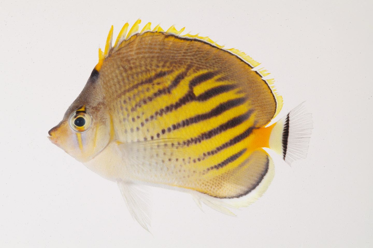 Chaetodon_pelewensis_61_0_mm_SL_Moorea-F-06-001_MBIO84.JPG