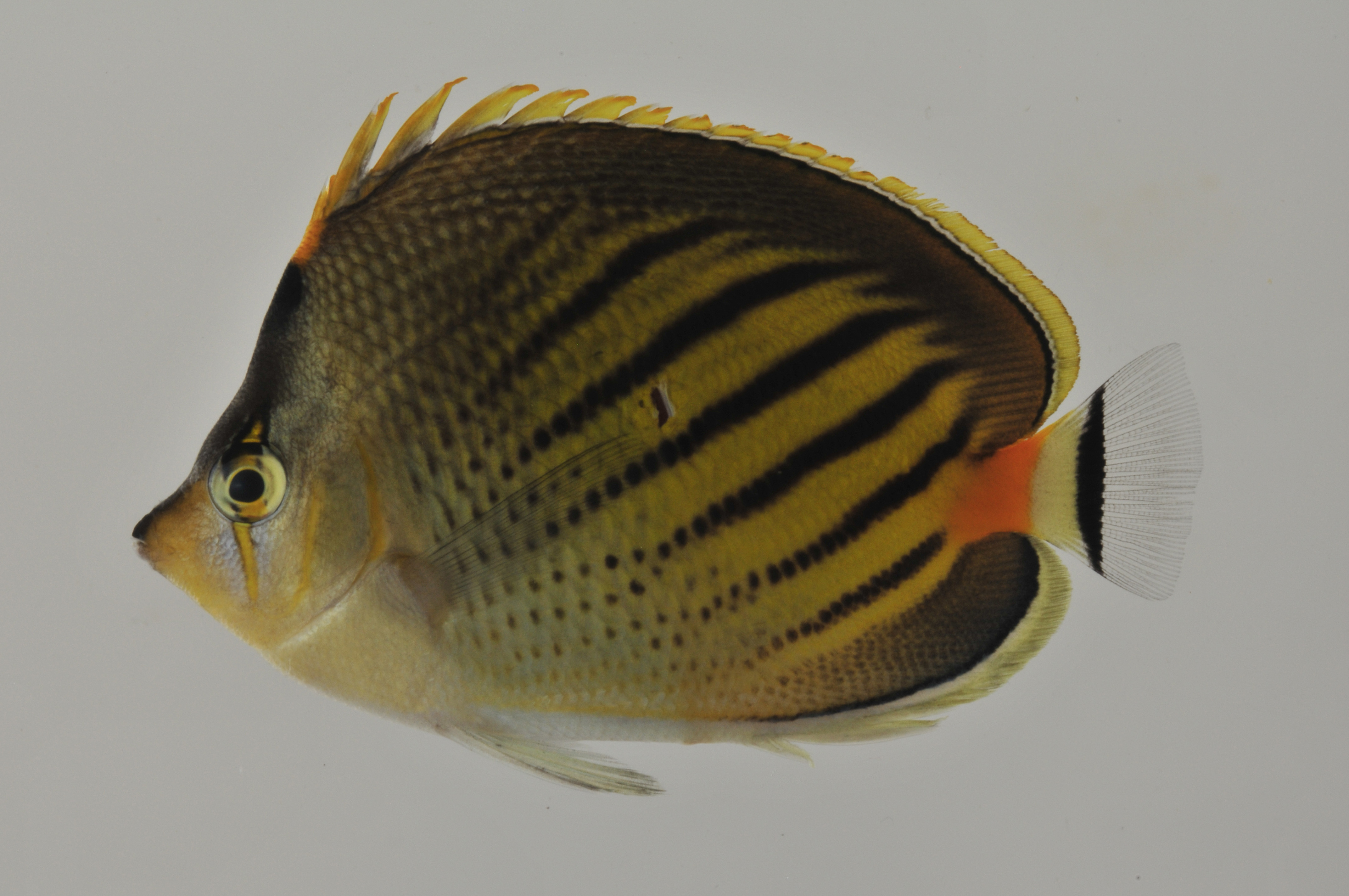 Chaetodon_pelewensis_67_9_mm_SL_AUST-227_AUST-2013-06_Photo-JTW_2013-04-13_22-17-33.jpg