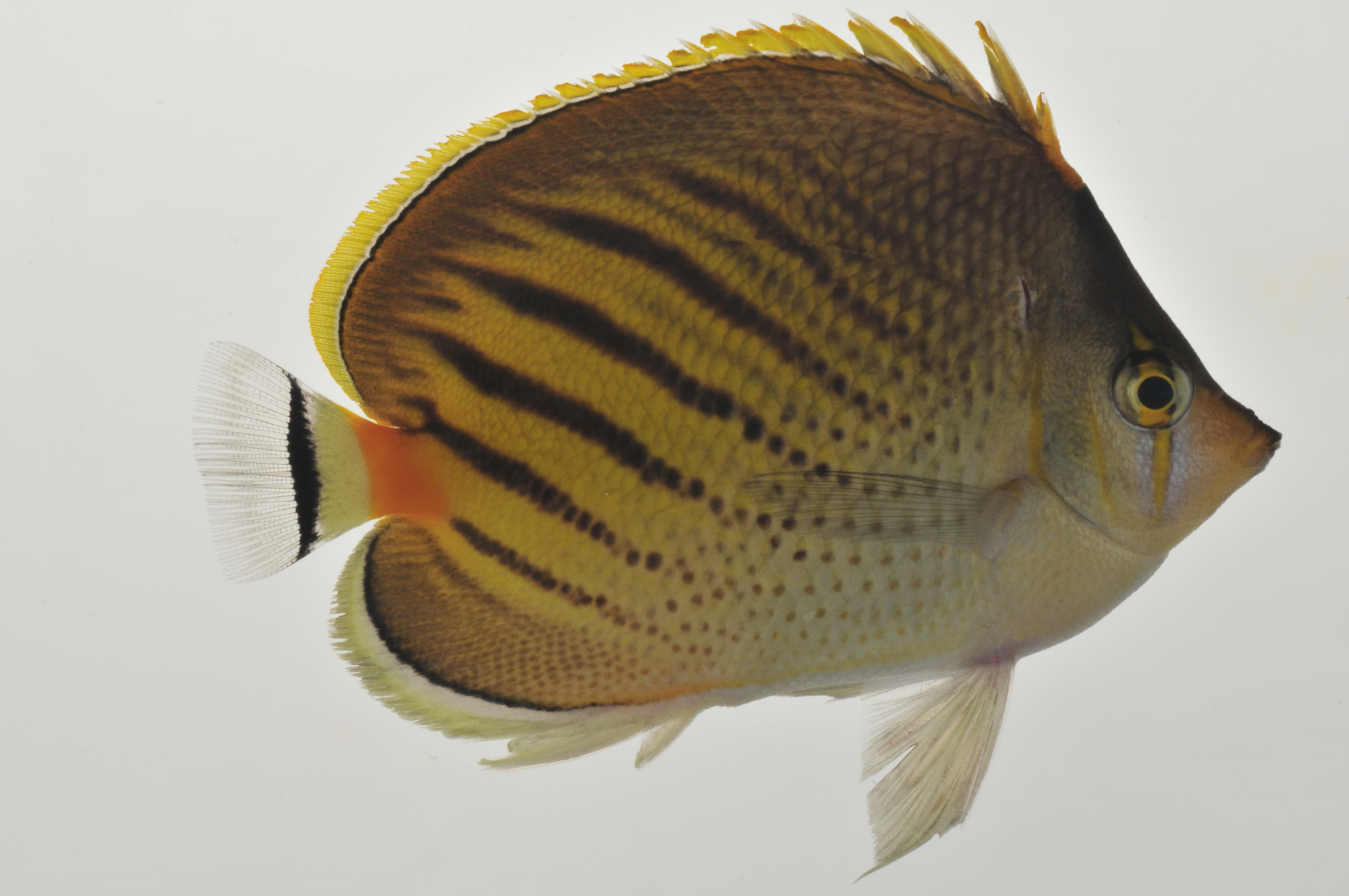 Chaetodon_pelewensis_68_6_mm_SL_AUST-150_AUST-2013-04_Photo-JTW_2013-04-12_21-18-17.jpg