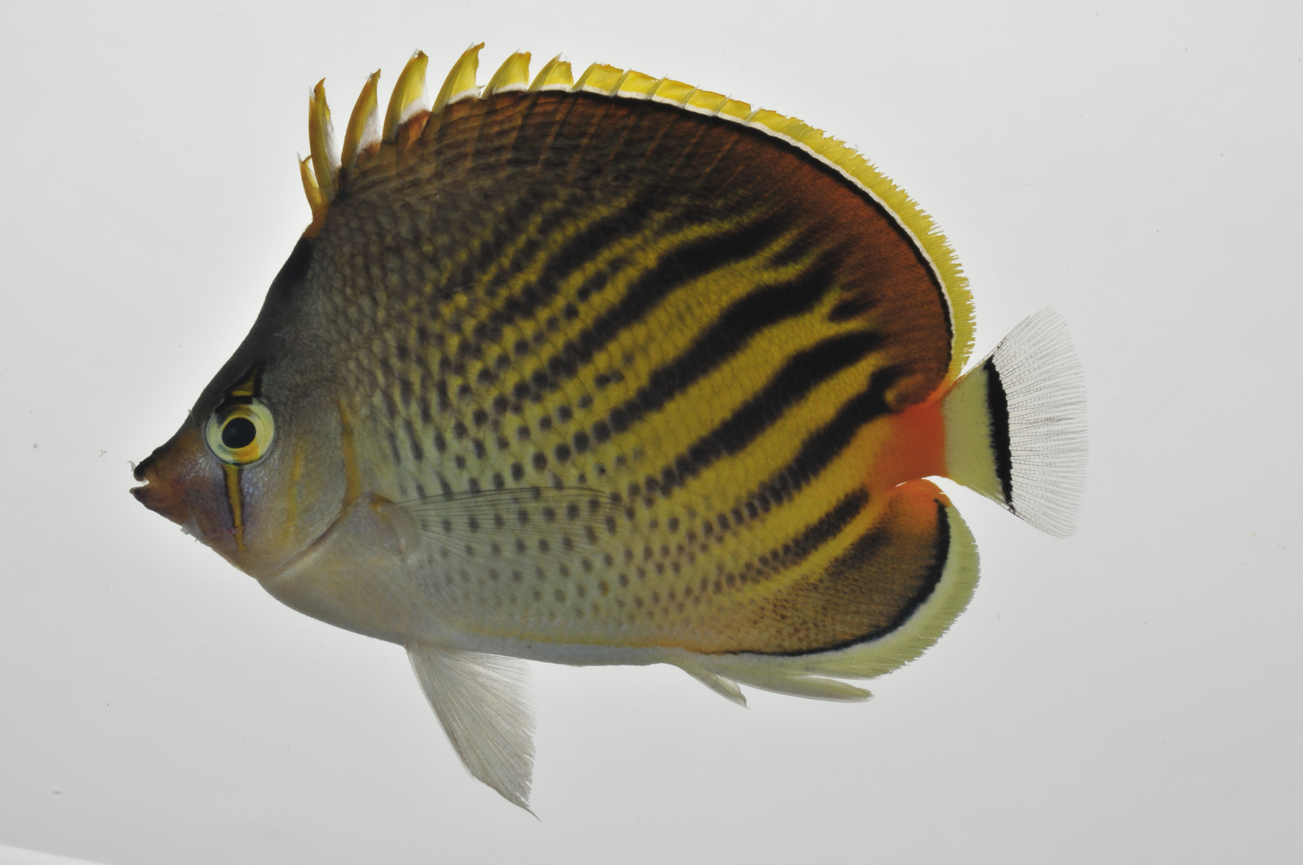 Chaetodon_pelewensis_lateral_77_mmSL_MARQ-444_JTWilliams_MARQ-2011-32_2011-11-10_12-30-18.jpg