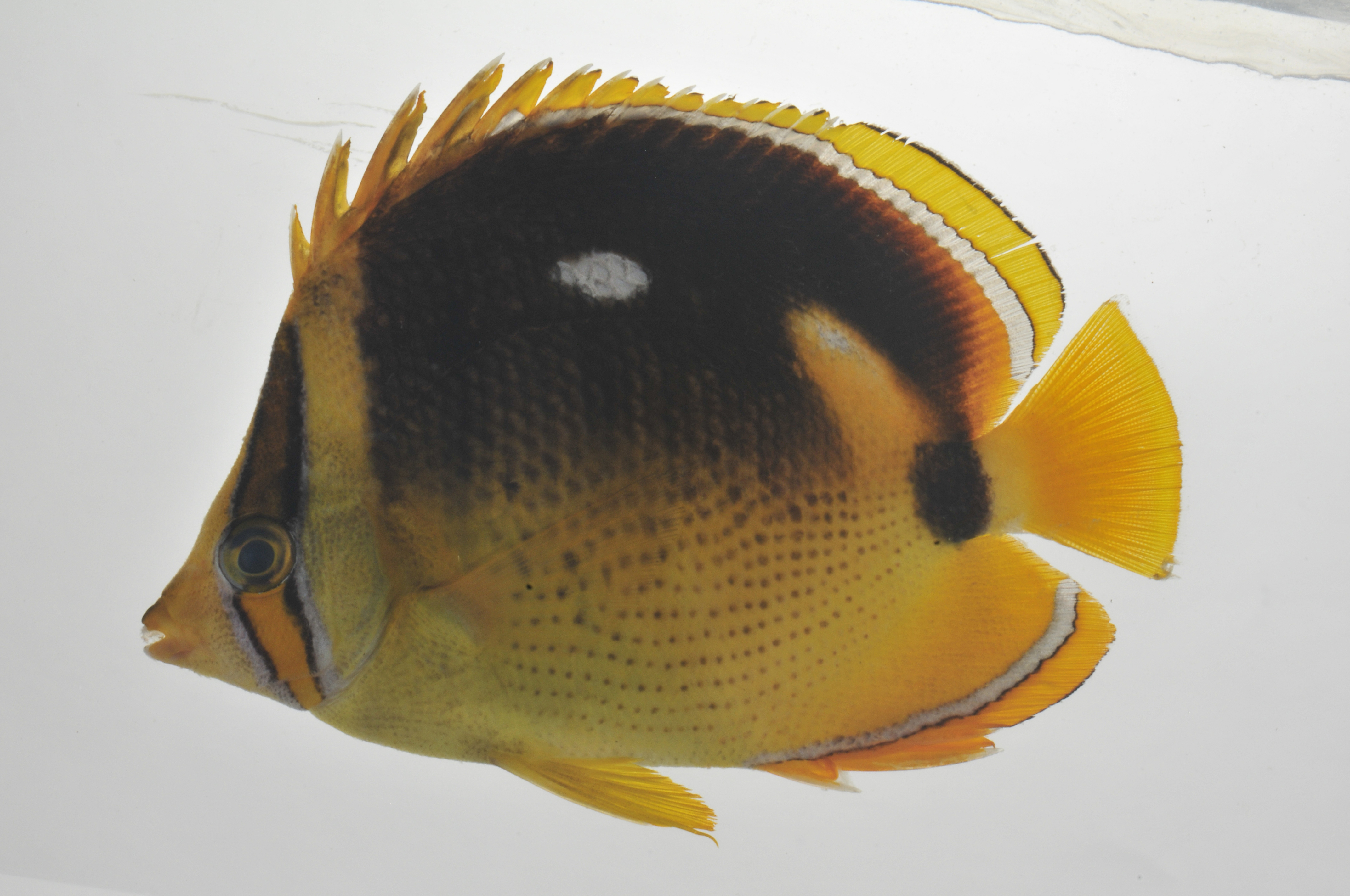 Chaetodon_quadrimaculatus_96_1_mmSL_SCIL-047_SCIL-2014-03_Photo_by_JT_Williams_2014-11-29_23-16-32.jpg