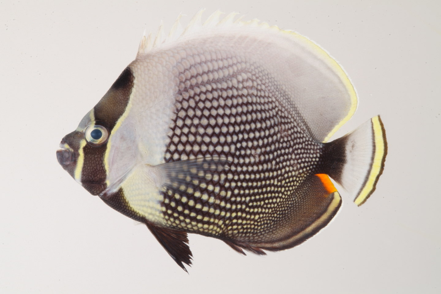 Chaetodon_reticulatus_93_8_mm_SL_Moorea-F-06-001_MBIO52.JPG