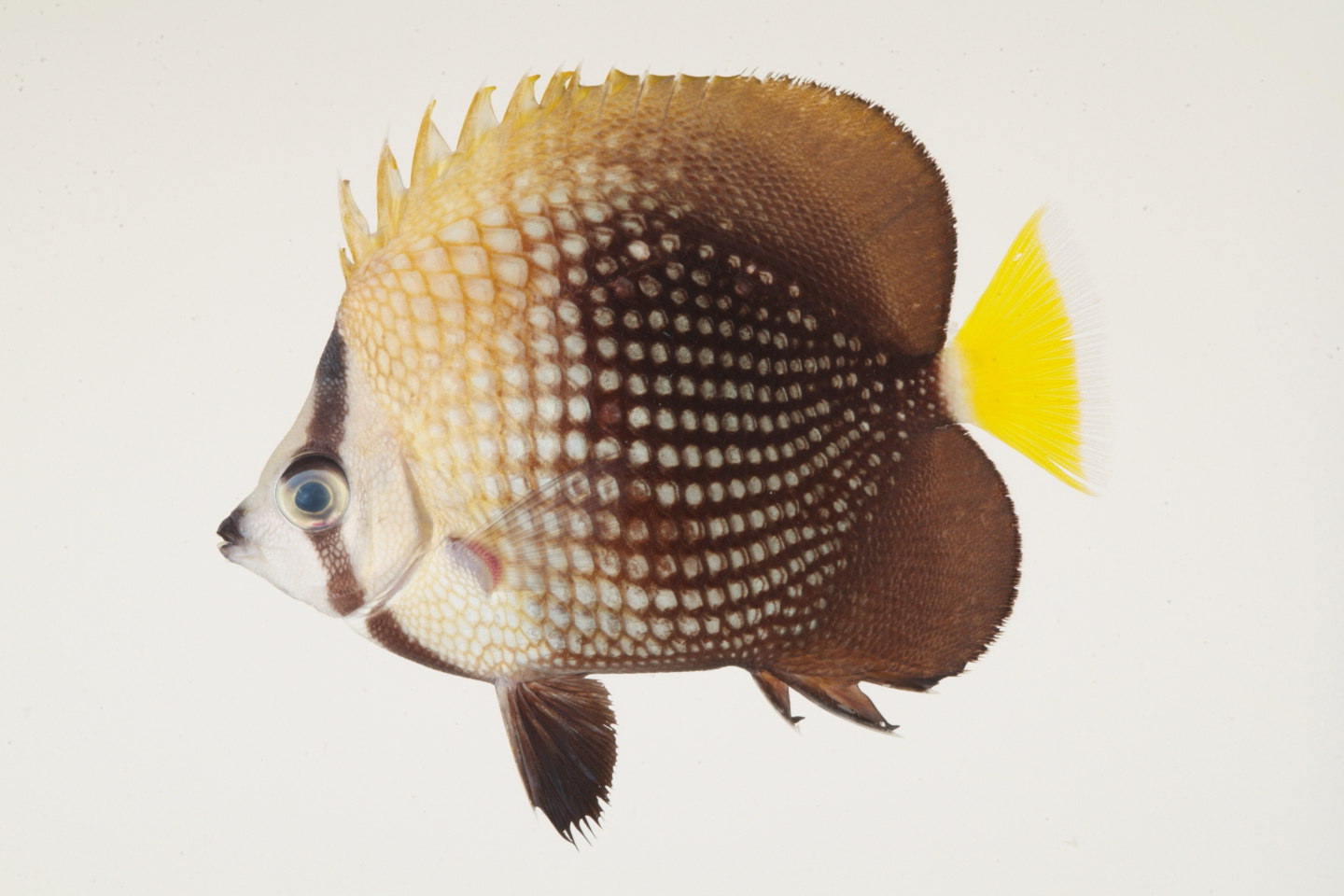 Chaetodon_trichrous_71_6__mm_SL_Moorea-F-06-006_MBIO683.JPG