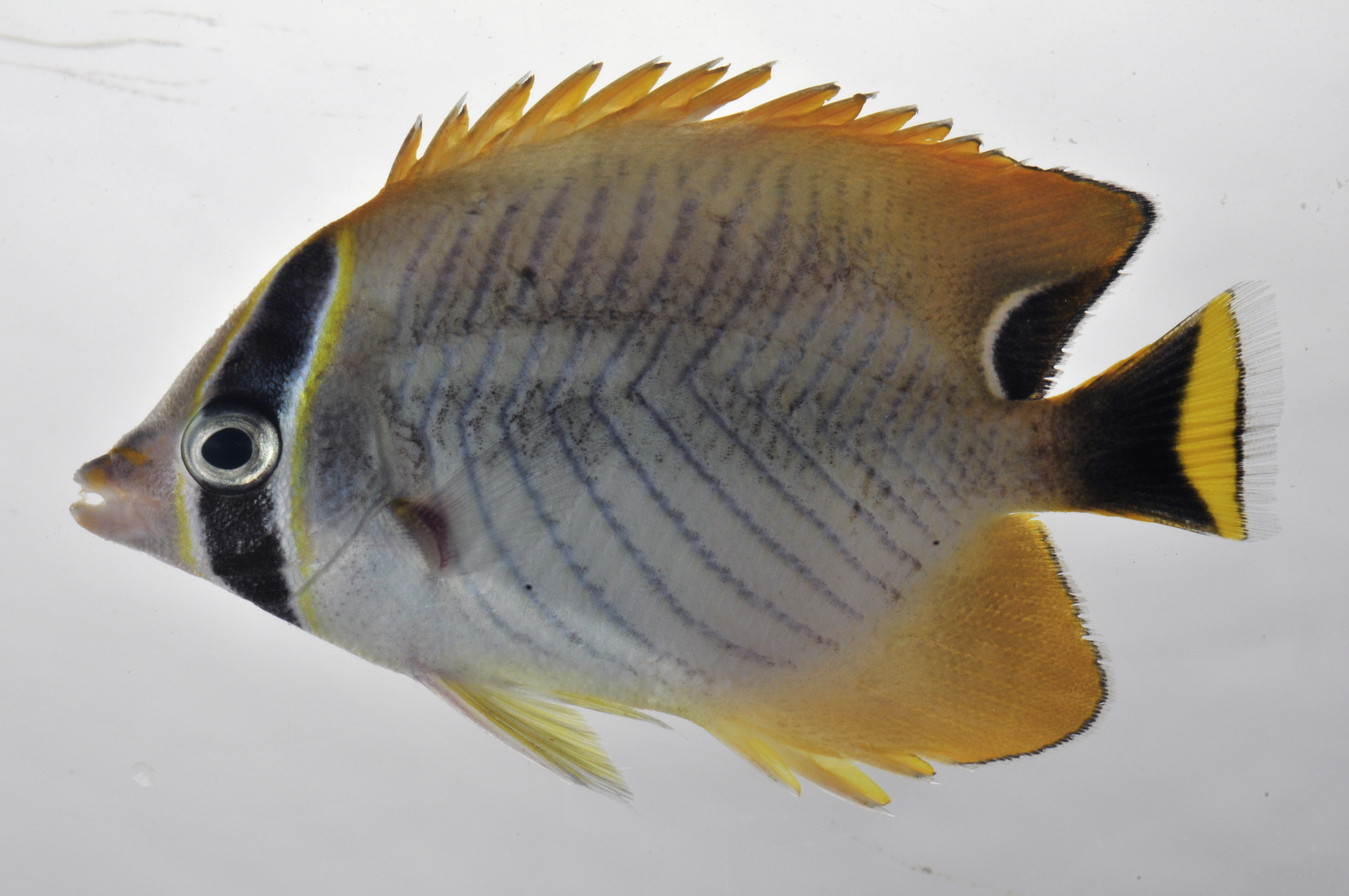 Chaetodon_trifascialis_65_7_mmSL_SCIL-307_SCIL-2014-18_Photo_by_JT_Williams_2014-12-05_15-44-38.jpg