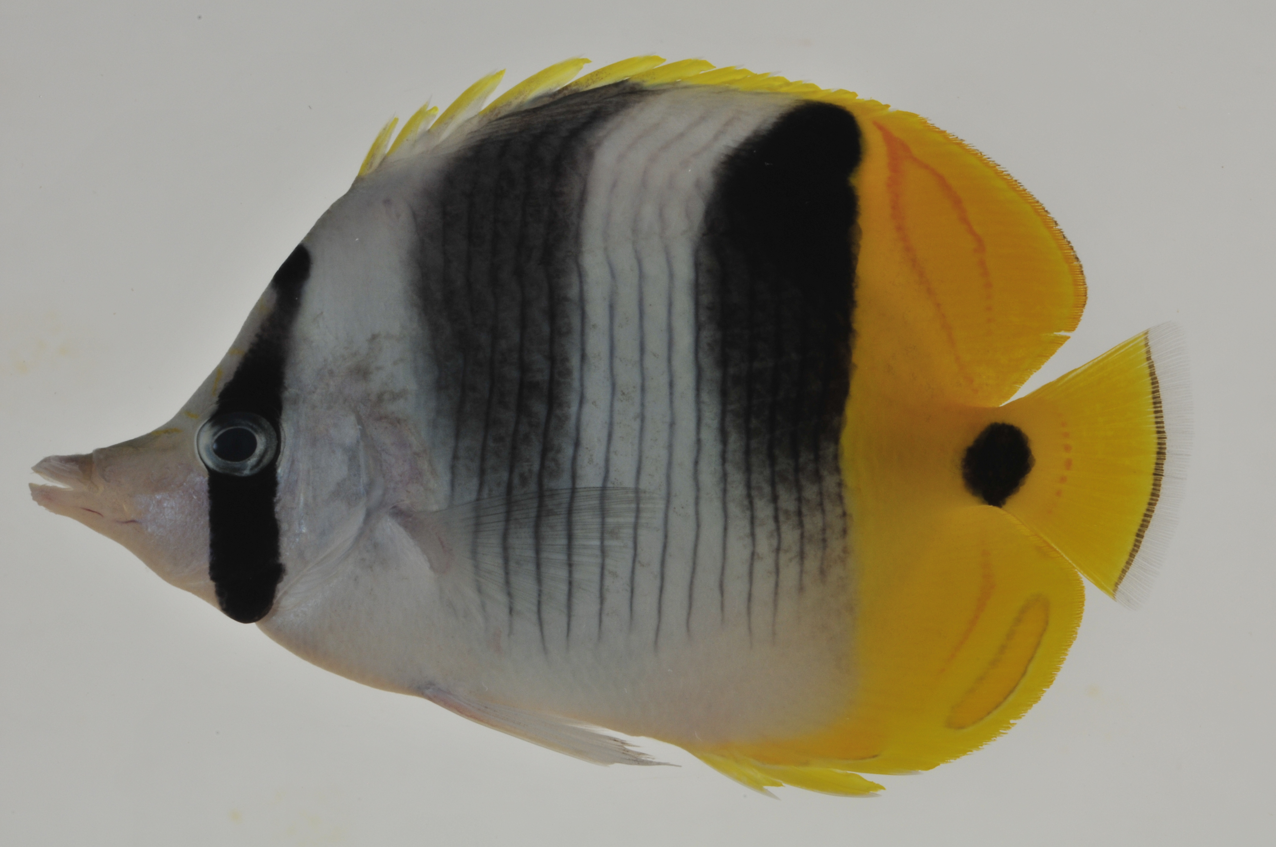 Chaetodon_ulietensis_104_8_mm_SL_AUST-282_AUST-2013-11_Photo-JTWilliams_2013-04-15_15-44-30.jpg