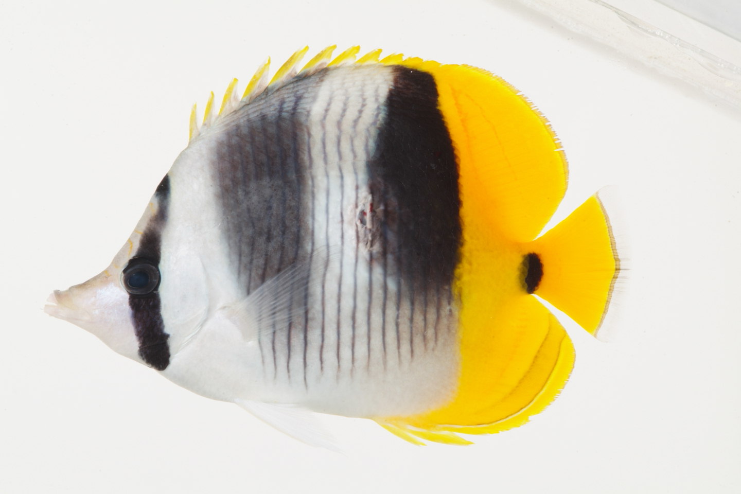 Chaetodon_ulietensis_121_3__mm_SL_Moorea-F-06-020_MBIO1295.JPG