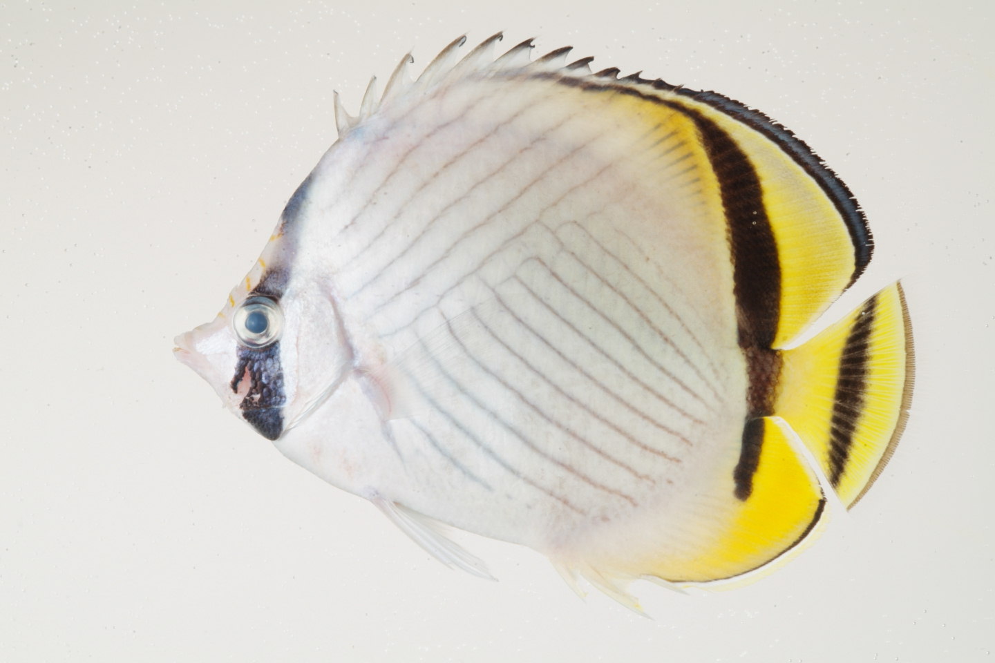 Chaetodon_vagabundus_105_0_mm_SL_Moorea-F-06-005_MBIO521.JPG