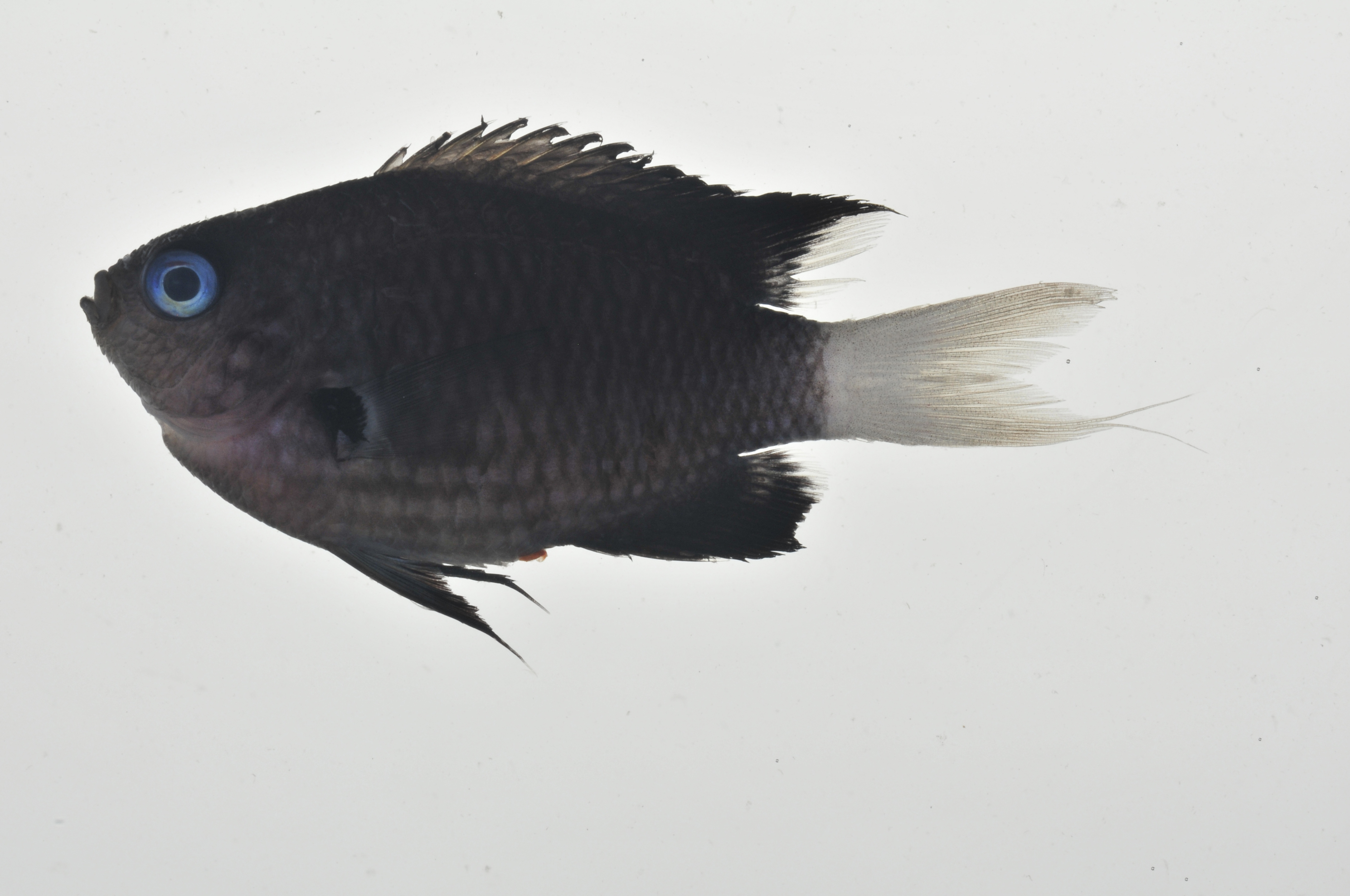 Chromis_abrupta_lateral_49_mmSL_MARQ-033_JTWilliams_MARQ-2011-02_2011-10-26_16-44-44.jpg