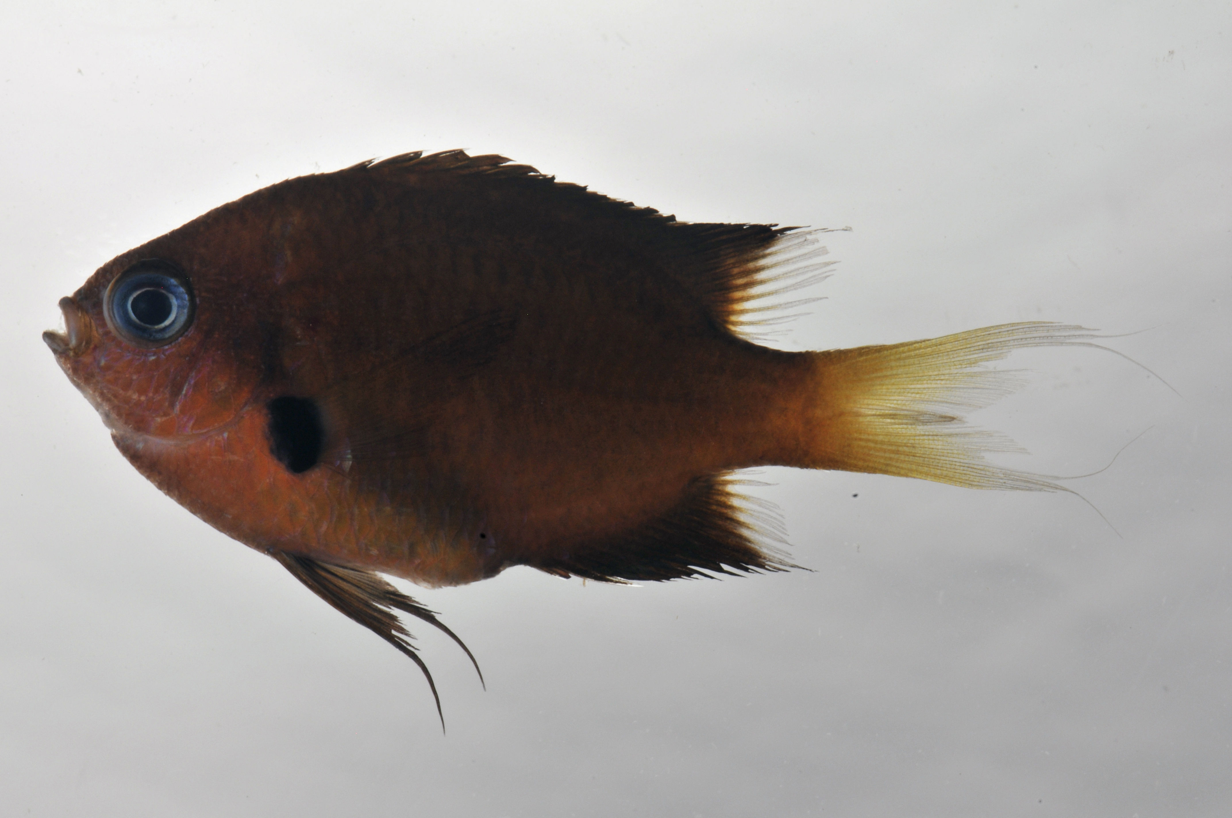 Chromis_agilis_52_2_mmSL_SCIL-0103_SCIL-2014-07_Photo_by_JT_Williams_2014-12-01_15-07-54.jpg