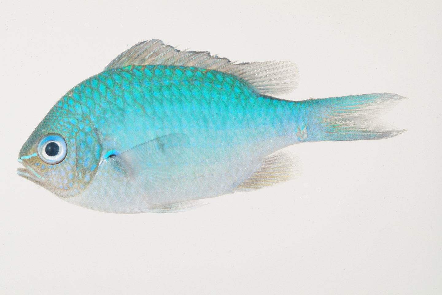 Chromis_atripectoralis_59_8__mm_SL_Moorea-F-06-007_MBIO765.JPG