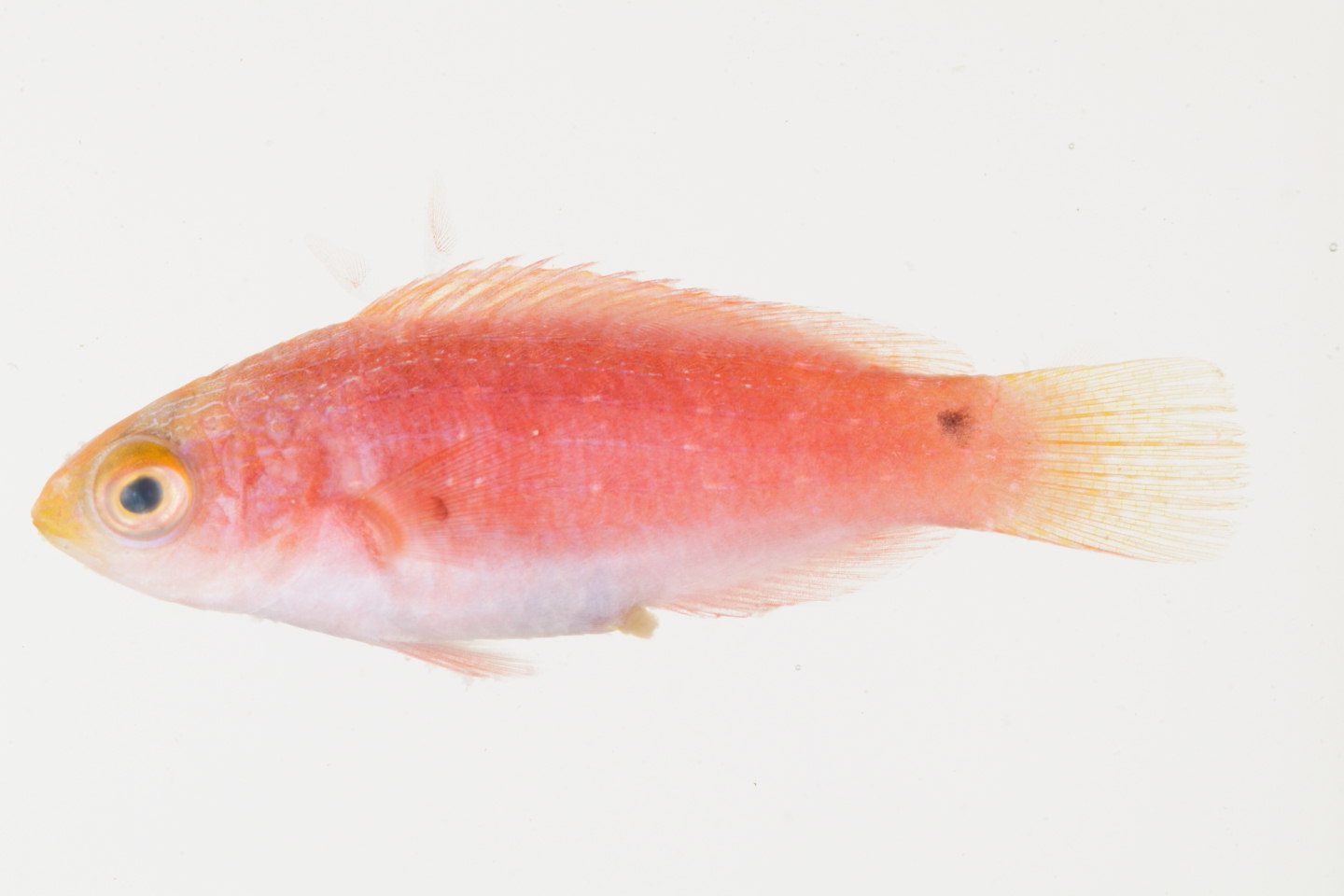 Cirrhilabrus_scottorum_35_2__mm_SL_Moorea-F-06-024_MBIO1380_juv.JPG