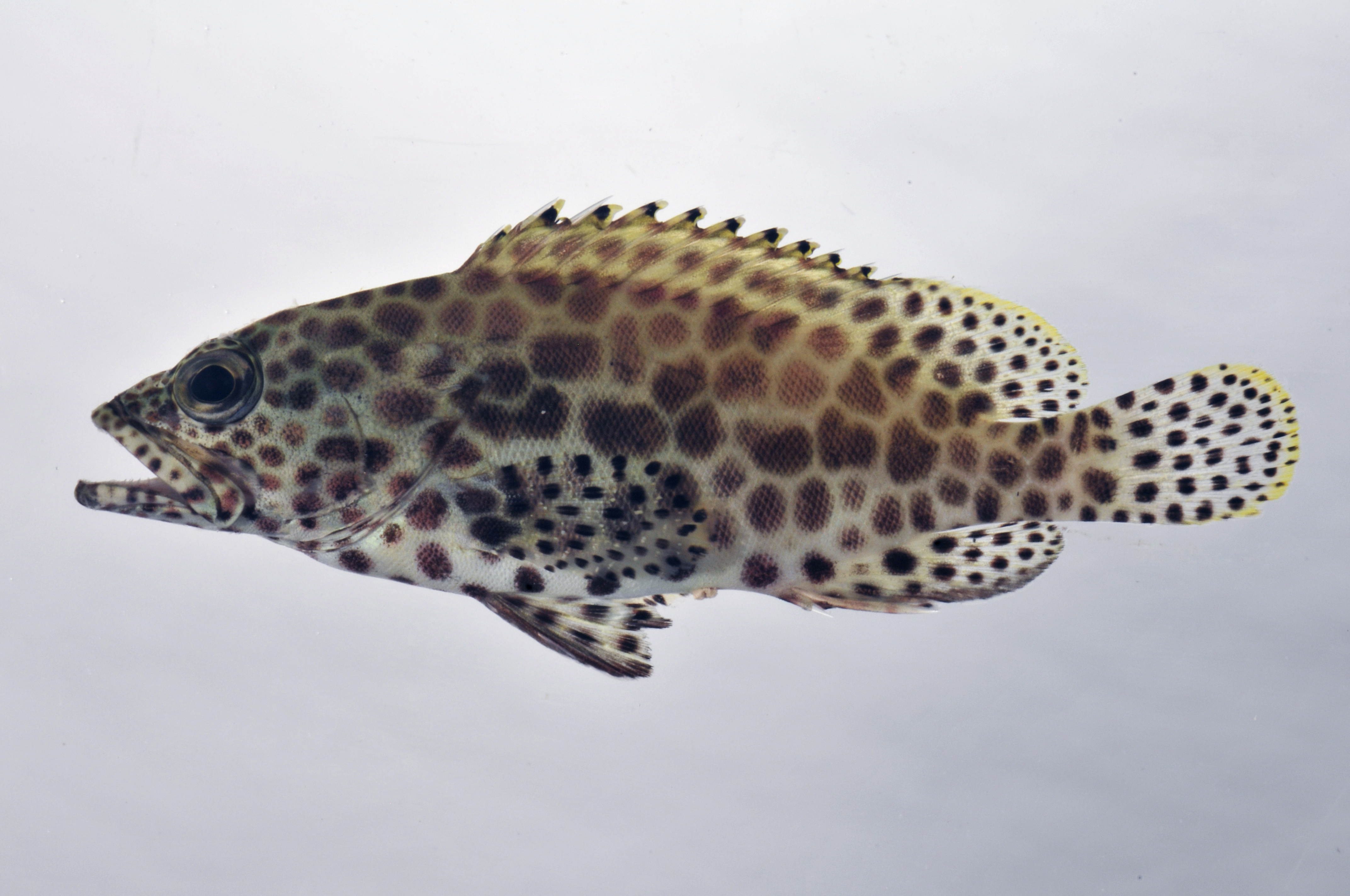 Epinephelus_merra_73_1_mmSL_SCIL-224_SCIL-2014-14_Photo_by_JT_Williams_2014-12-04_14-33-30.jpg